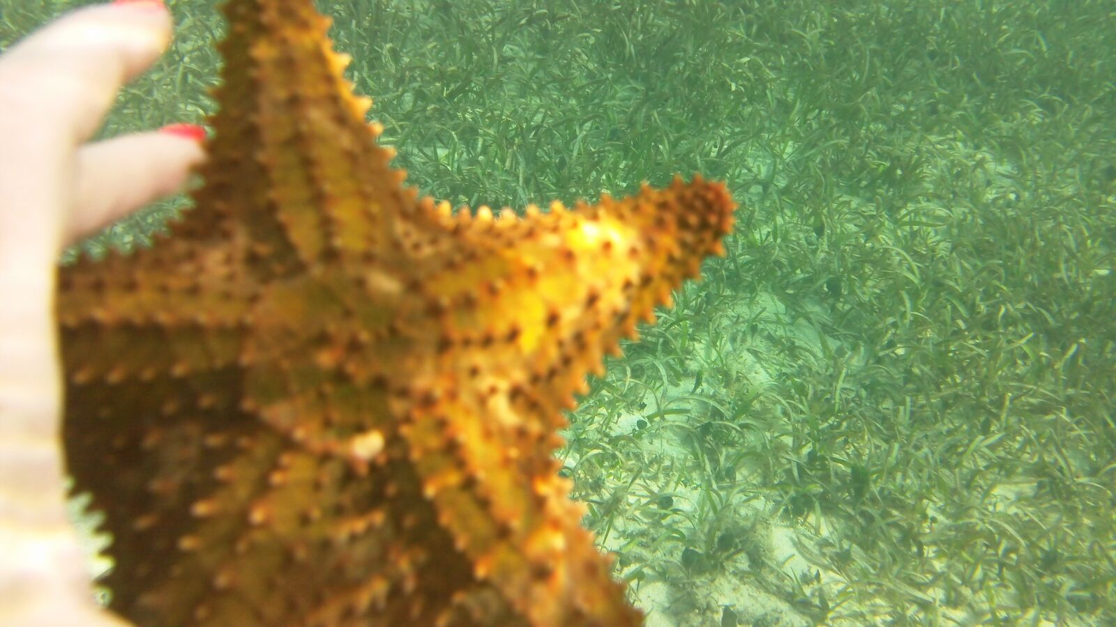 Kodak PLAYSPORT VIDEO CAMERA, ZX3 sample photo. Tropical, ocean, sand photography