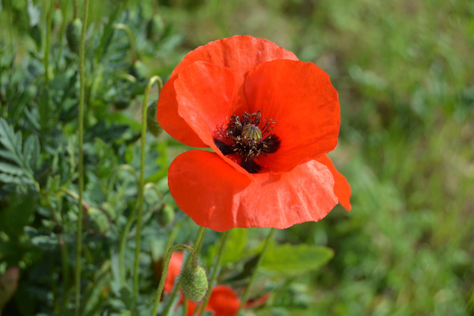 Nikon D5200 sample photo. Flowers, poppy, red photography