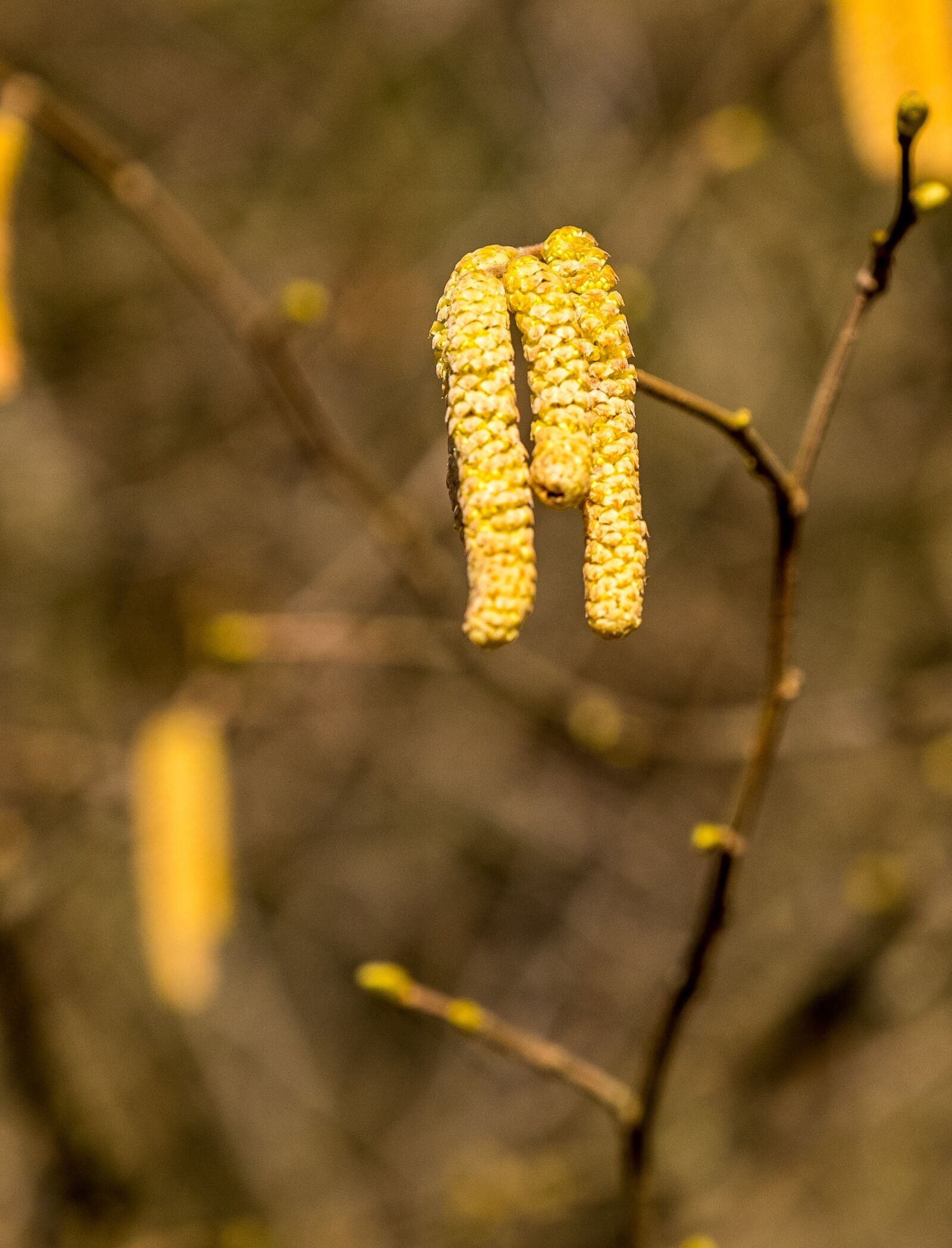 Fujifilm XF 16-55mm F2.8 R LM WR sample photo. Leaf, nature, autumn photography