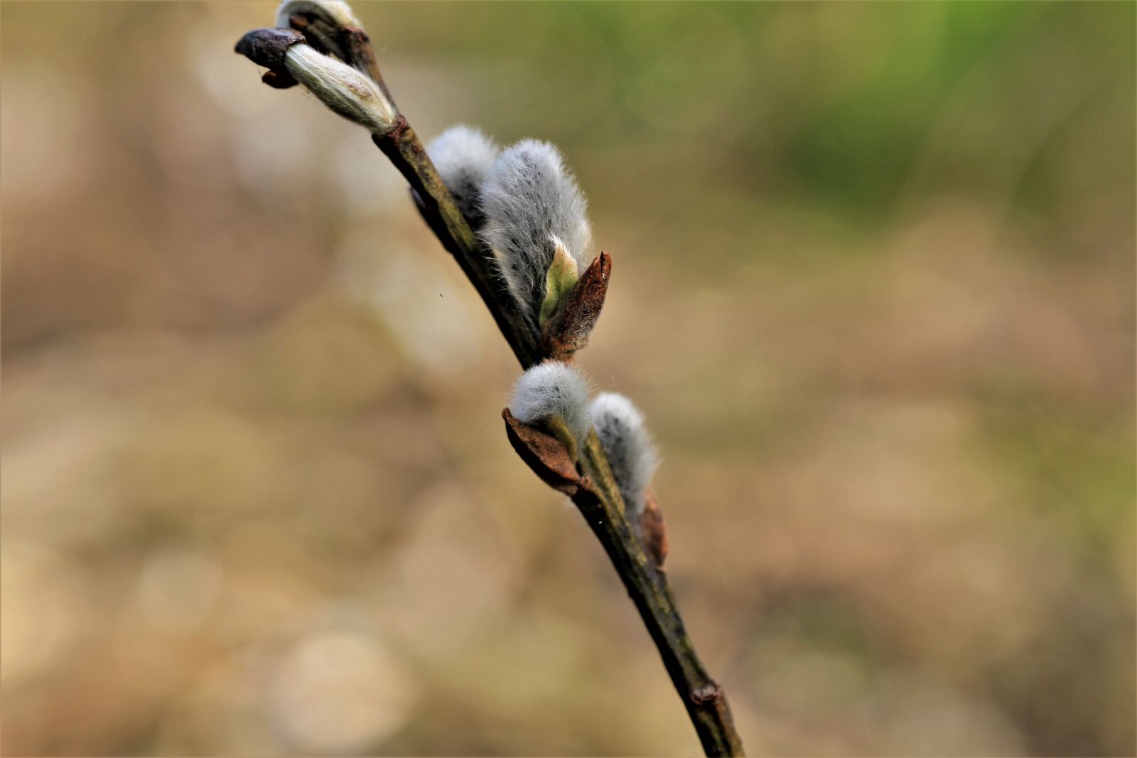Canon EOS 7D sample photo. Willow catkin, pasture, spring photography
