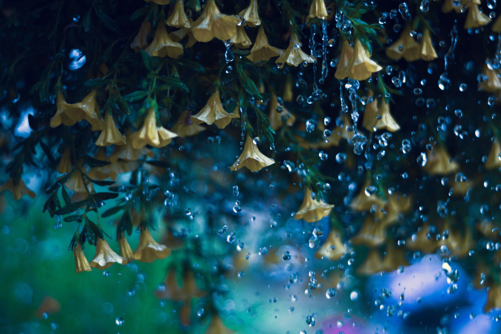 Nikon D5600 sample photo. Yellow bells, flowers, raindops photography