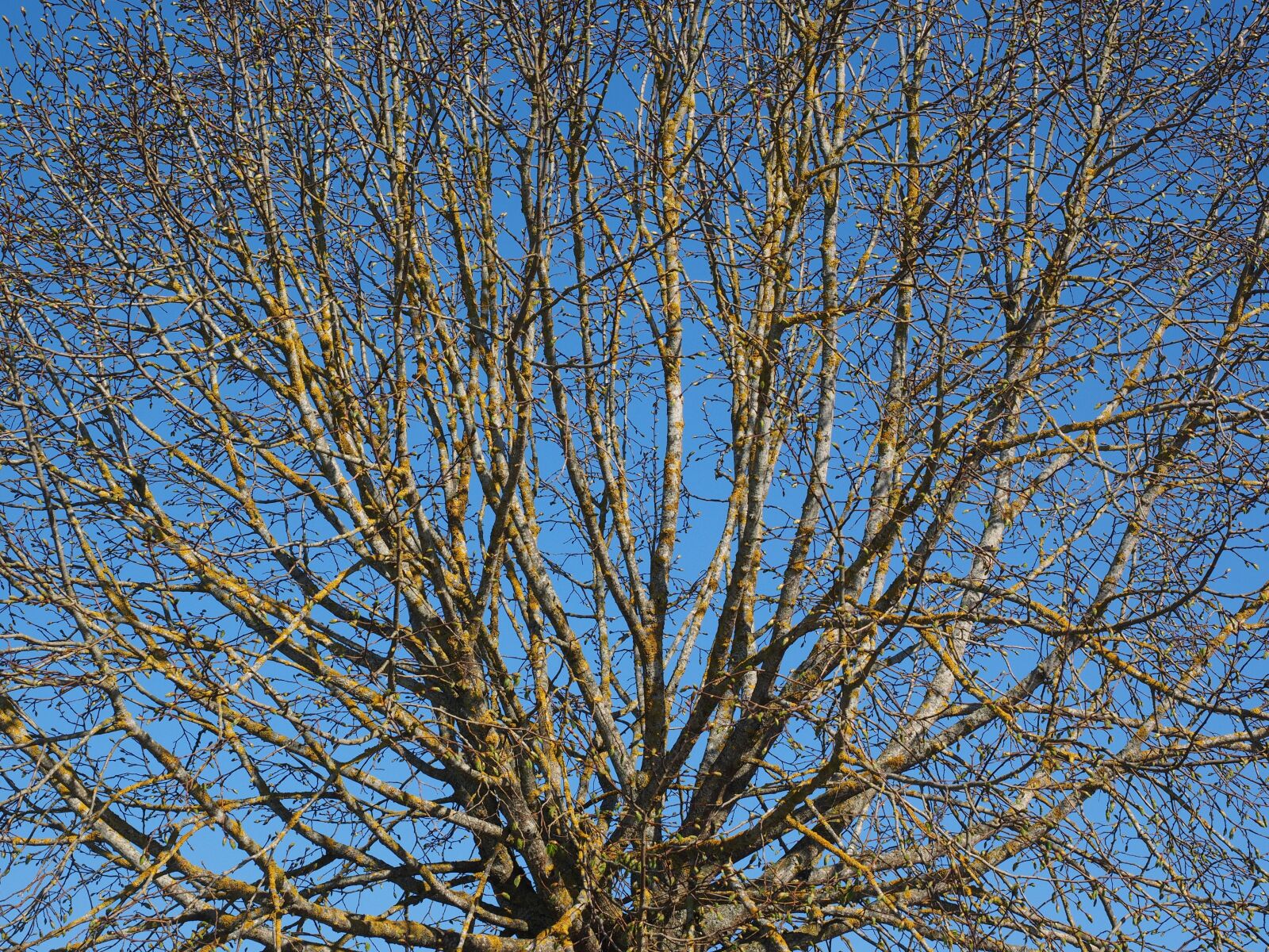 Olympus OM-D E-M1 + Olympus M.Zuiko Digital ED 12-40mm F2.8 Pro sample photo. Tree, kahl, spring photography