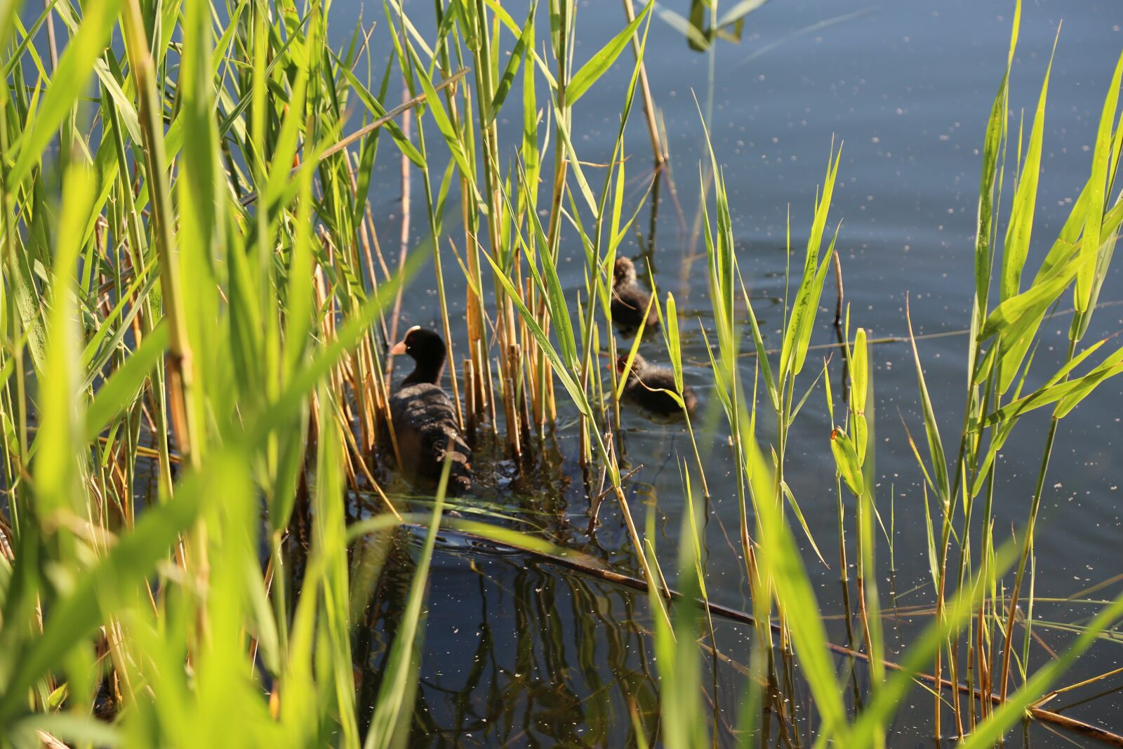 Canon EF 24-105mm F4L IS USM sample photo. Water, cormorant, landscape photography