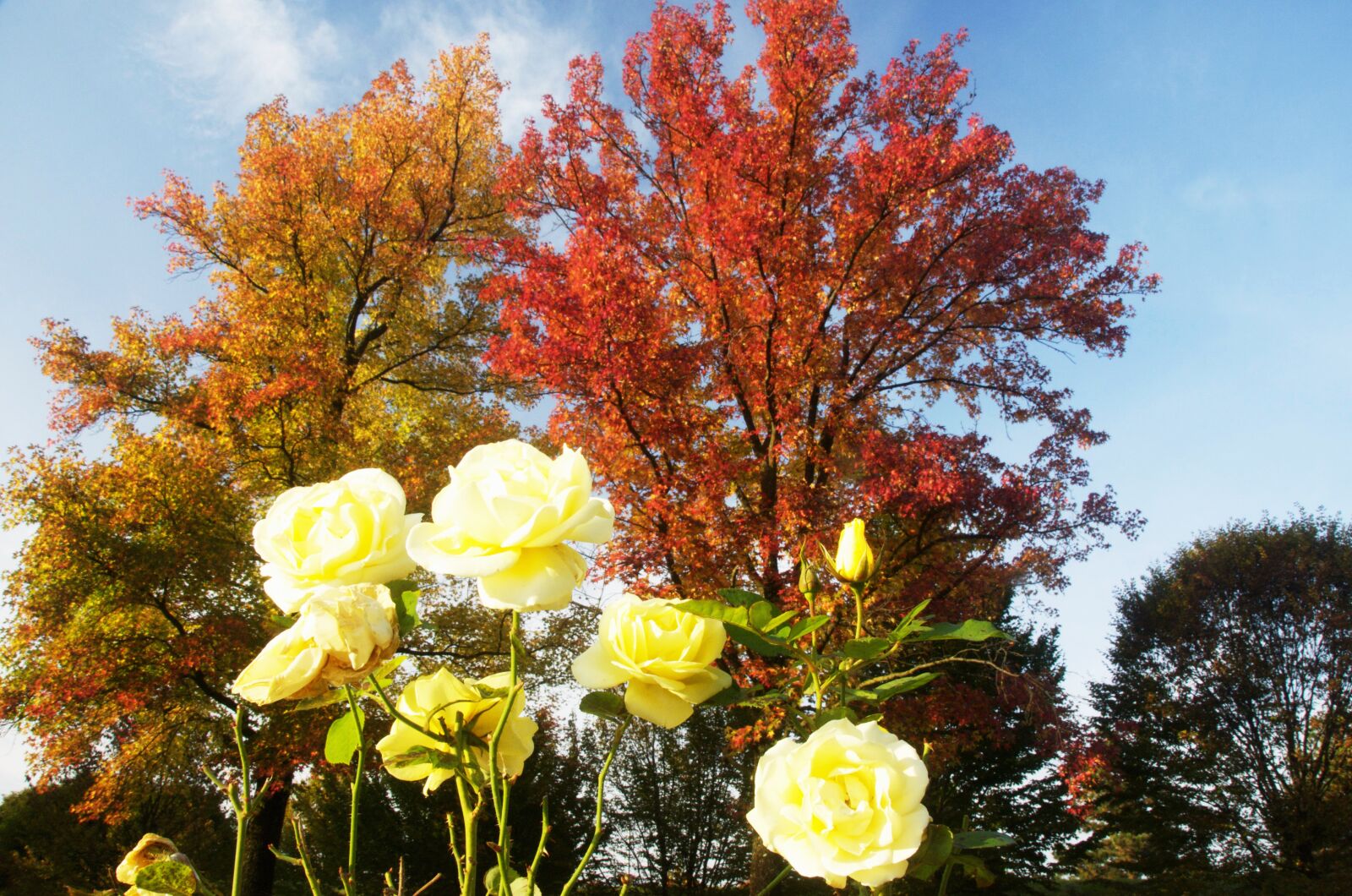 Nikon D300 sample photo. Autumn, nature, leaf photography