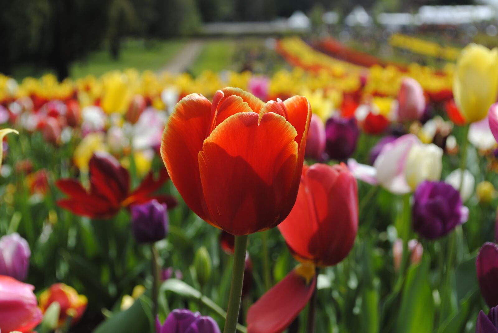 Nikon D3000 sample photo. Tulip, flower, flora photography