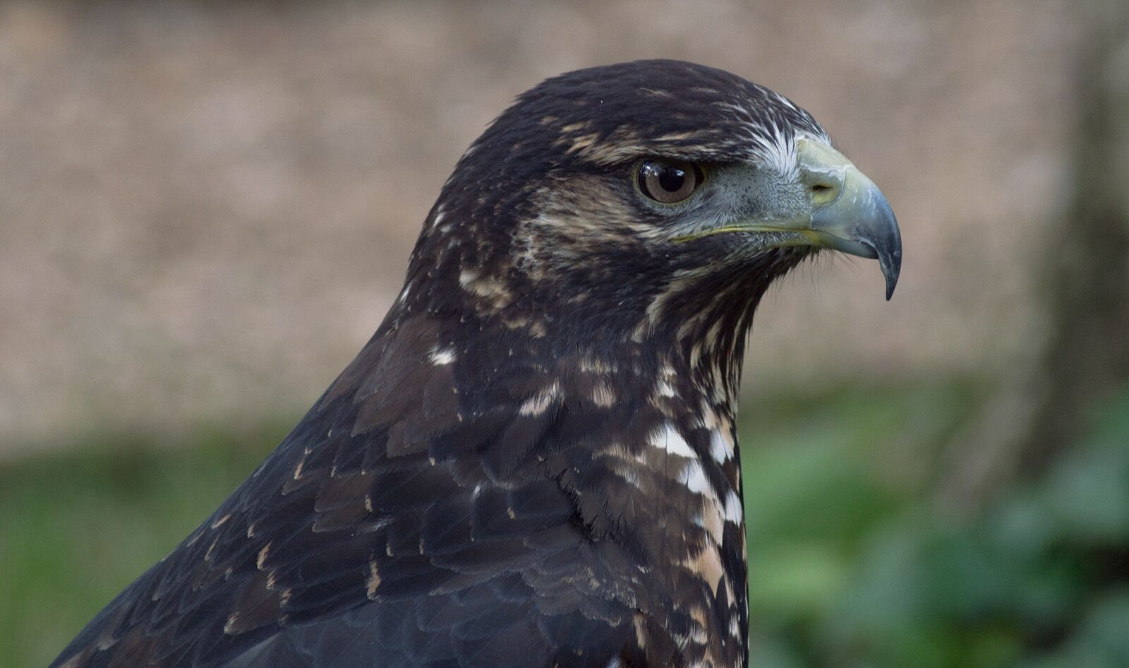 Nikon D3200 sample photo. Black-chested buzzard-eagle, geranoaetus melanoleucus photography