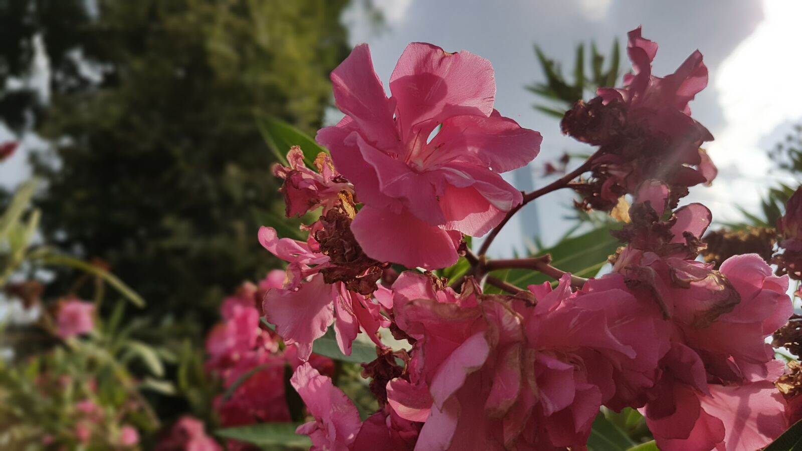 Samsung Galaxy S7 Edge sample photo