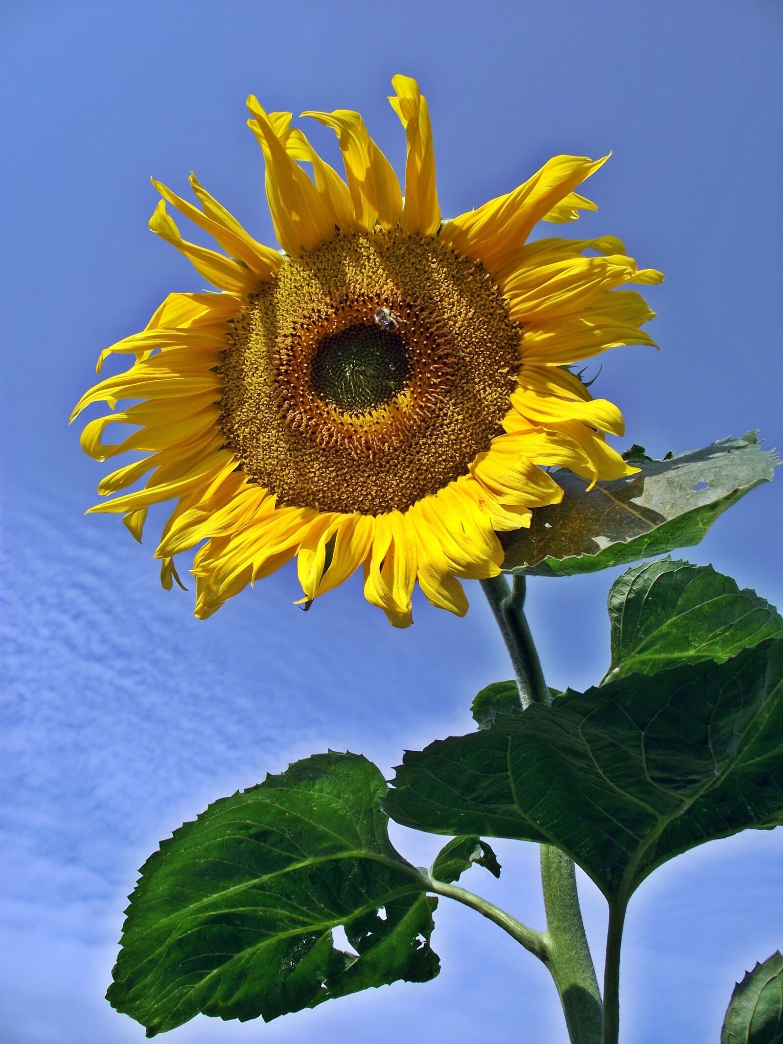 FujiFilm FinePix S1600 (FinePix S1770) sample photo. Plant, nature, flower photography