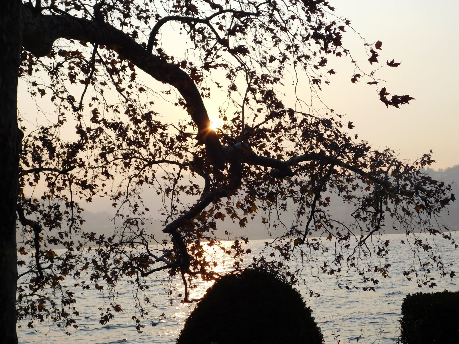 Nikon Coolpix L840 sample photo. Sunset, sun, tree photography