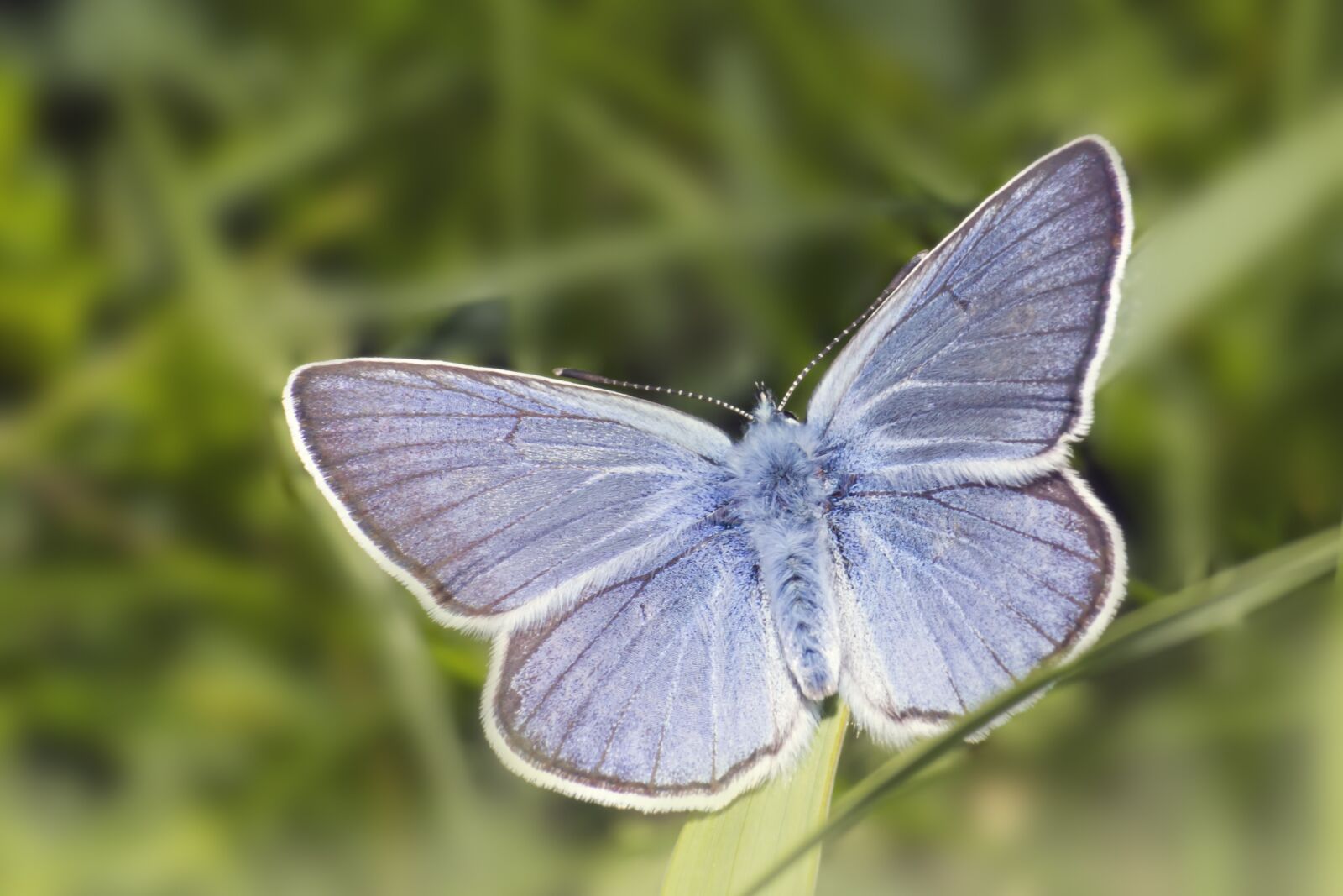 Canon EOS 550D (EOS Rebel T2i / EOS Kiss X4) sample photo. Small blue, cupido minimus photography