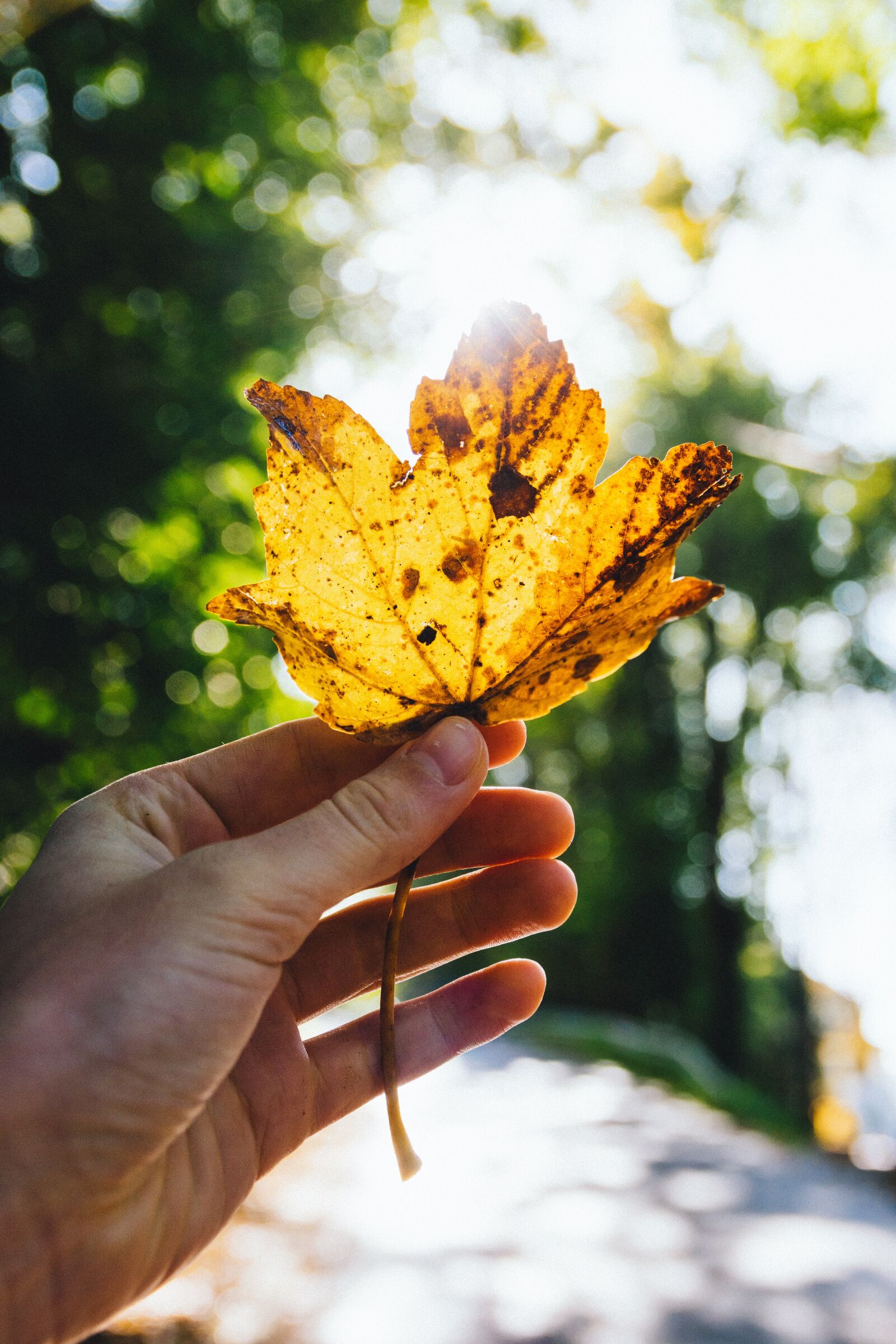 Nikon D3300 sample photo. Leaf, autumn, fall photography