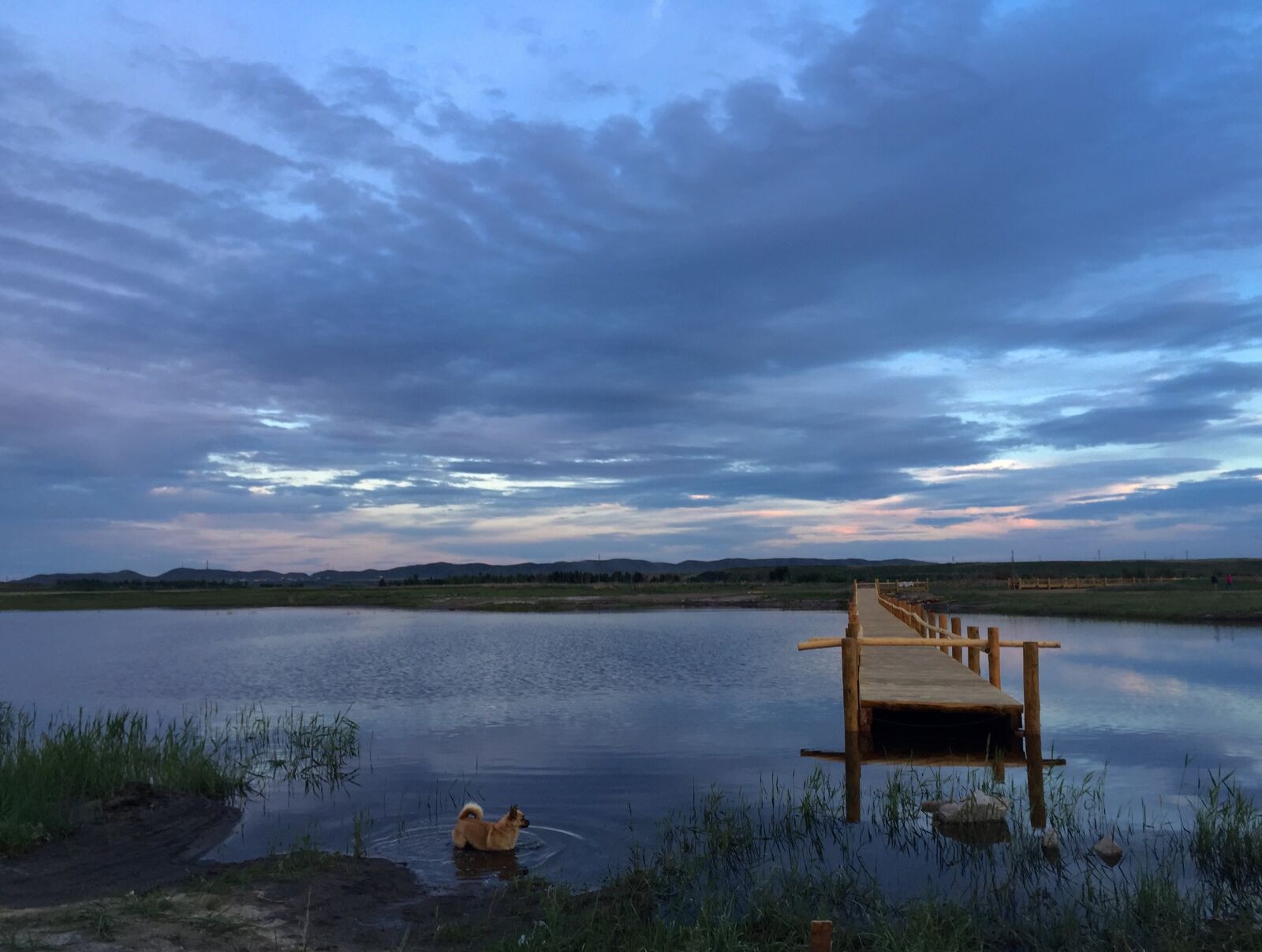 Apple iPhone 6 sample photo. Sky, dog, water photography