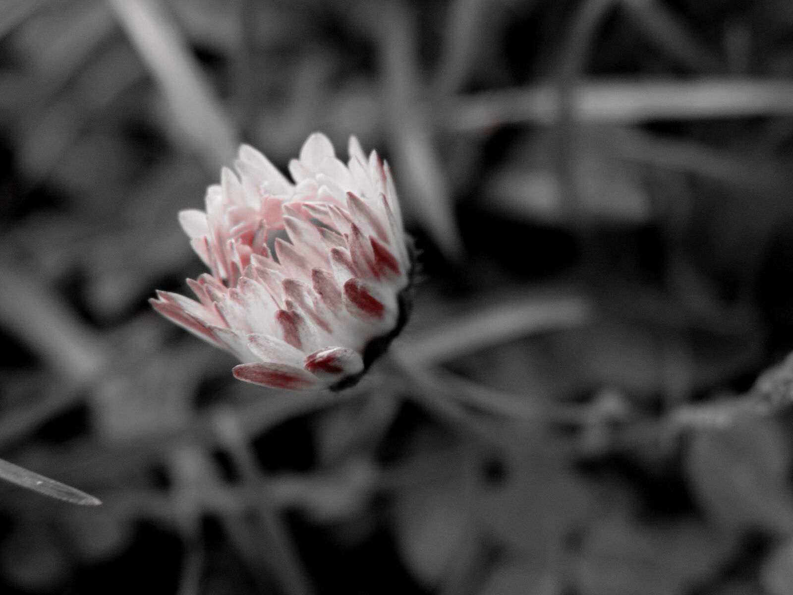 Sony Cyber-shot DSC-H300 sample photo. Spring, flower, nature photography