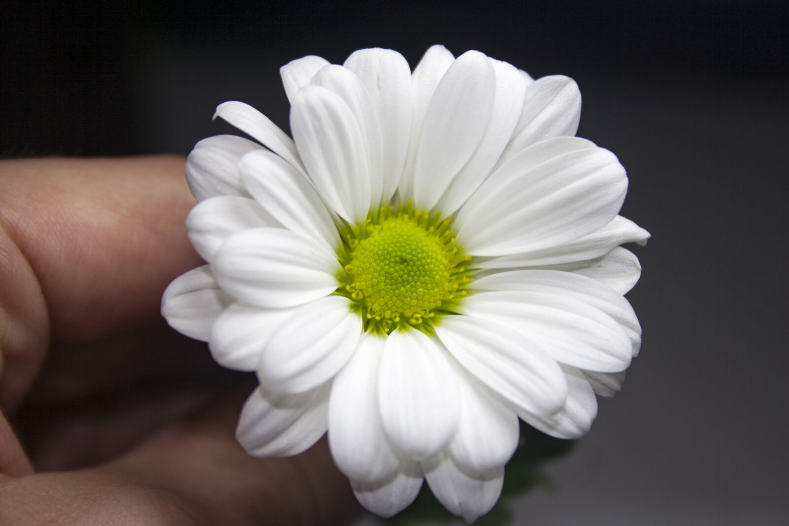 Canon EOS 350D (EOS Digital Rebel XT / EOS Kiss Digital N) sample photo. Black, background, daisy, flower photography