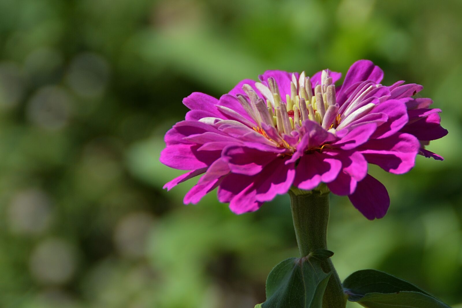 Nikon D3200 sample photo. Flower, vegetation, plant photography