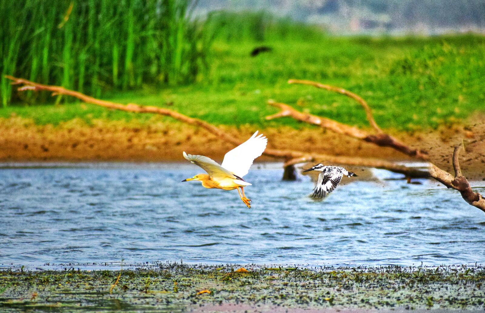 Nikon D5300 sample photo. Birds, kingfisher, egret photography