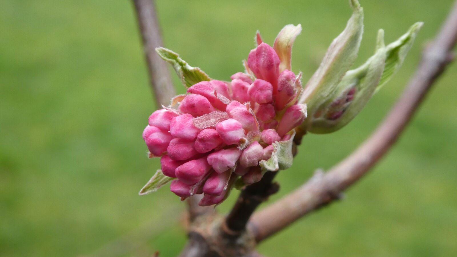 Panasonic DMC-TZ81 sample photo. Blossom, bloom, close up photography