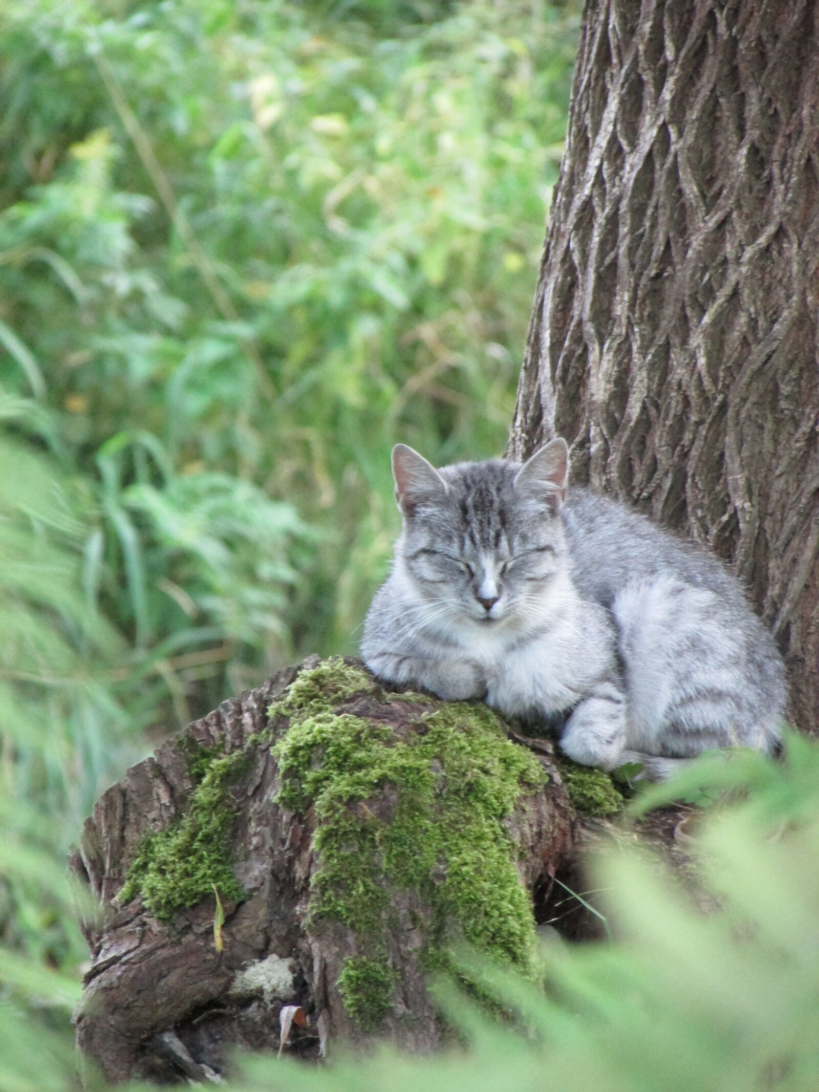 Canon PowerShot SX500 IS sample photo