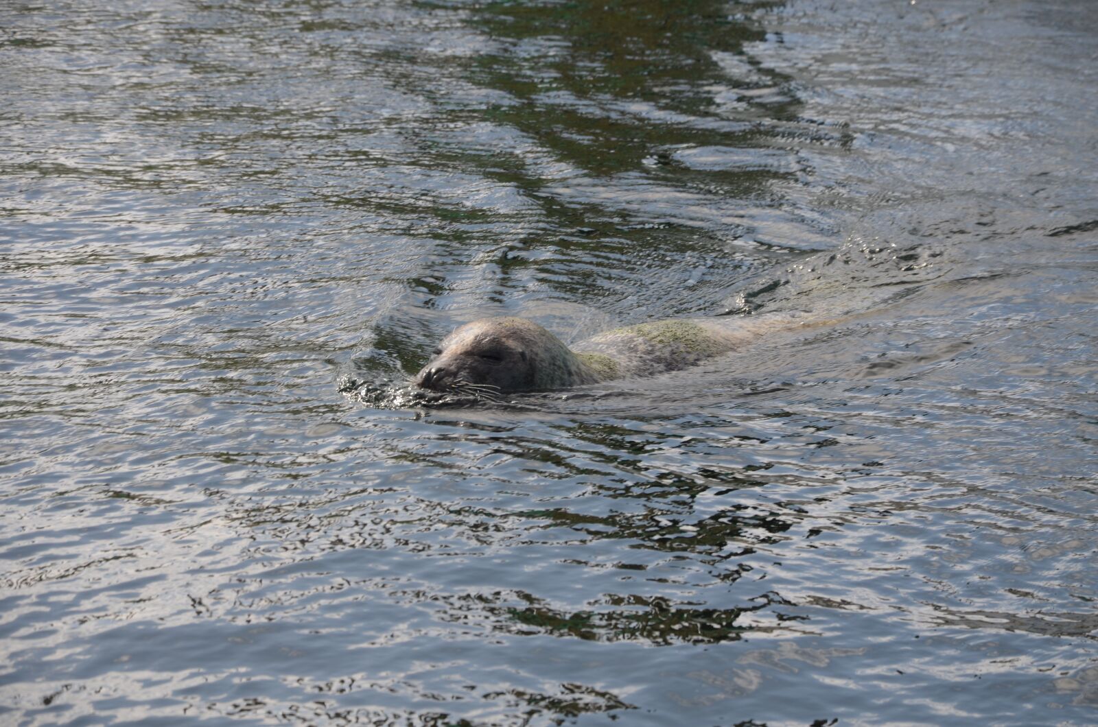 Nikon D5100 sample photo. Animal, nature, robbe photography