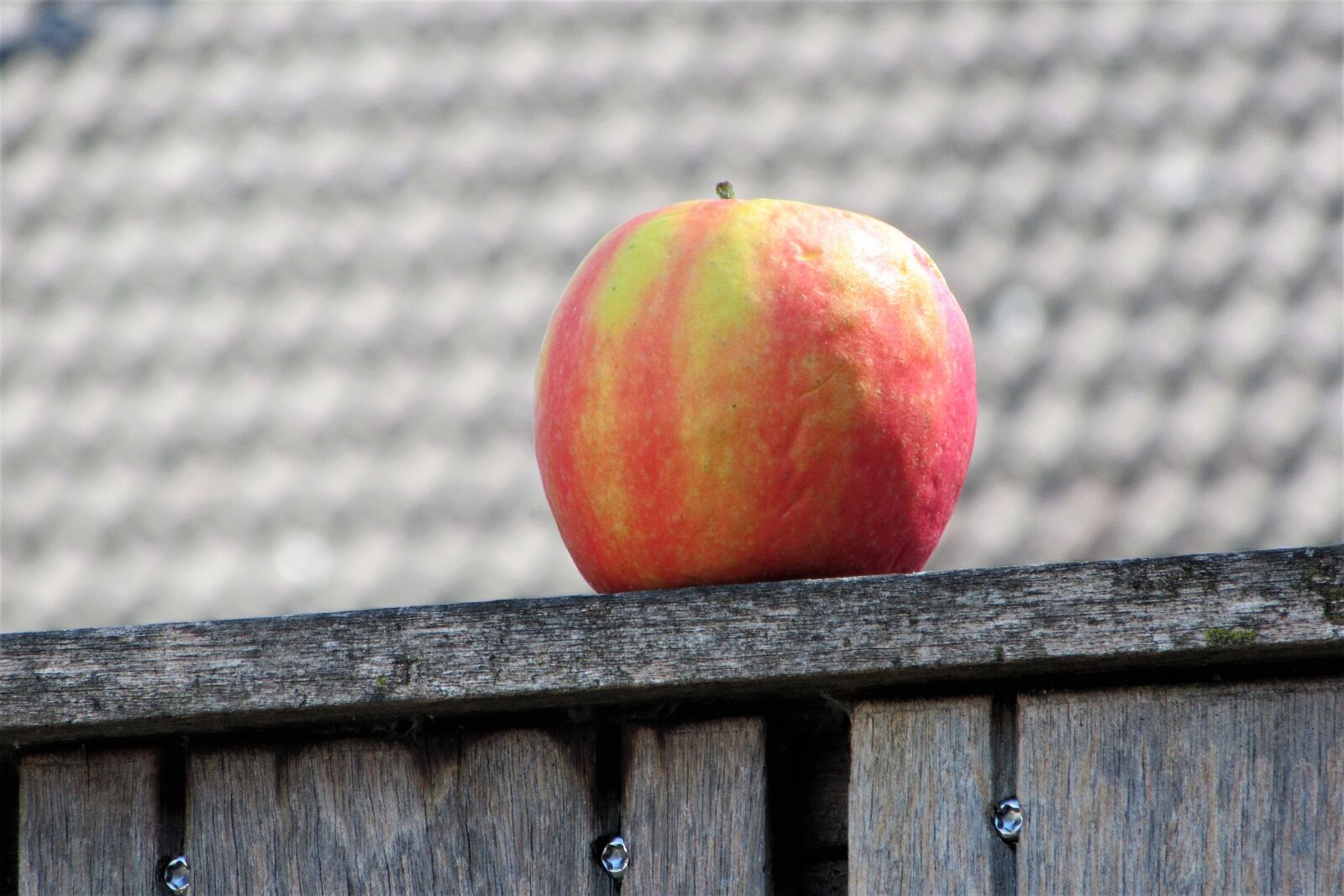 Canon PowerShot SX610 HS sample photo. Apple, fruit, healthy photography
