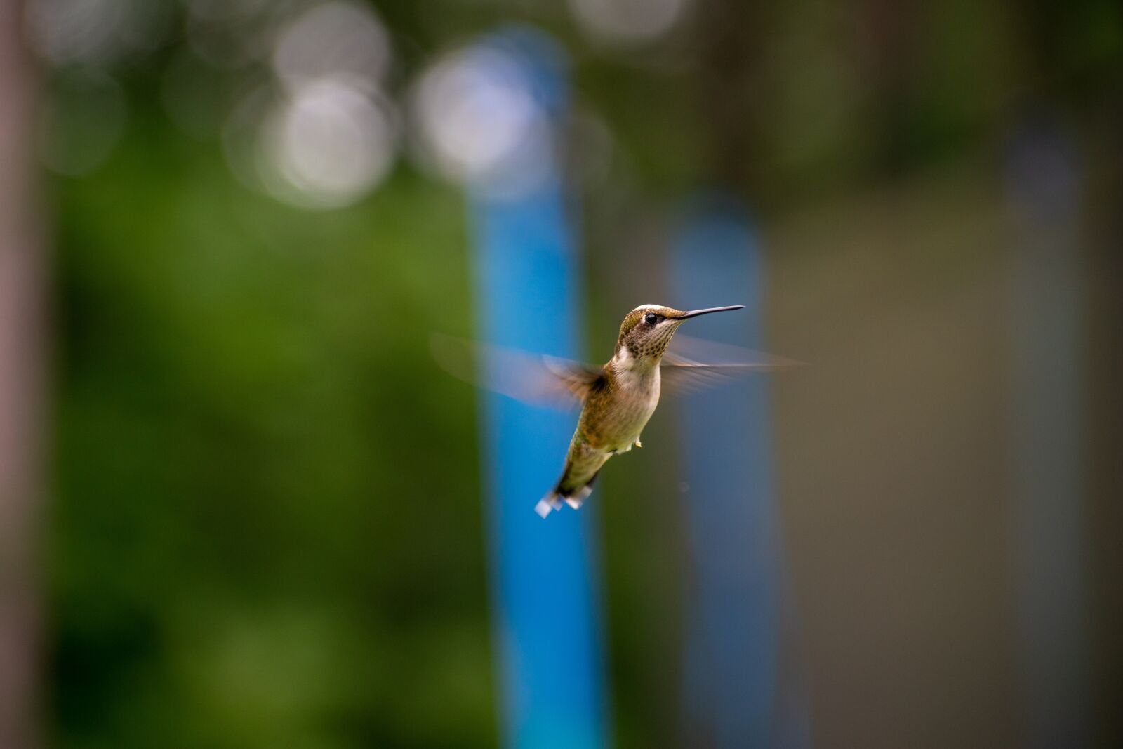 Nikon D3400 sample photo. Bird, nature, hummingbird photography