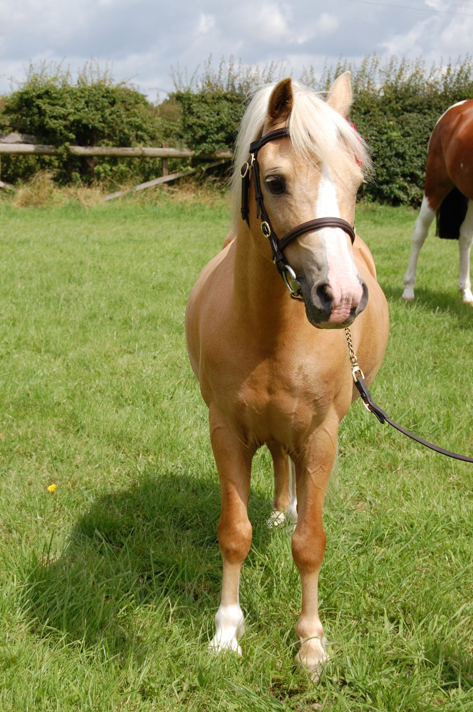 Nikon D40 sample photo. Palomino, welsh, pony photography