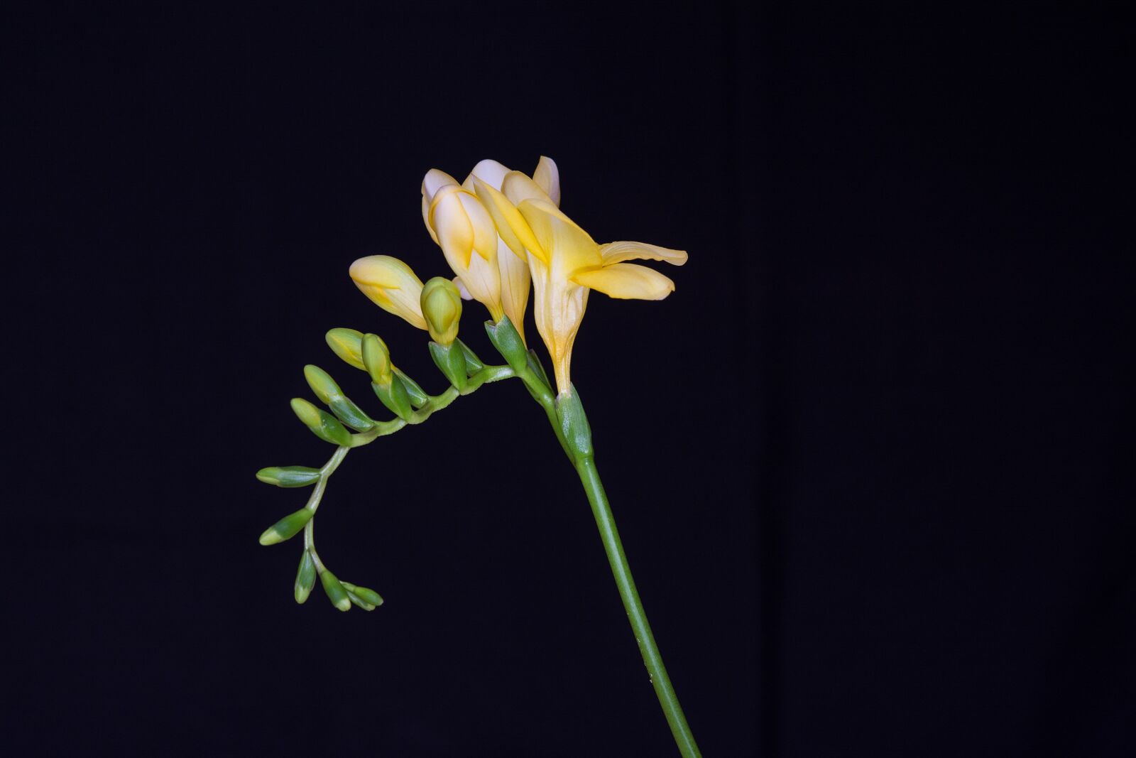 Nikon D7100 sample photo. Flowers, yellow flowers, freesia photography