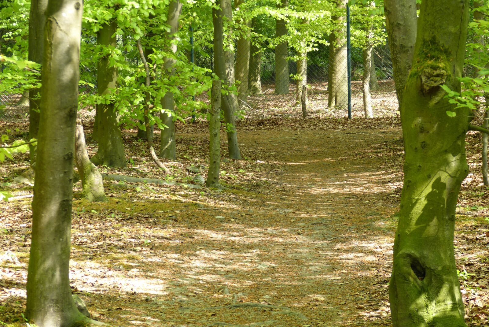 Panasonic Lumix DMC-FZ150 sample photo. Forest, hiking, north rhine-westphalia photography