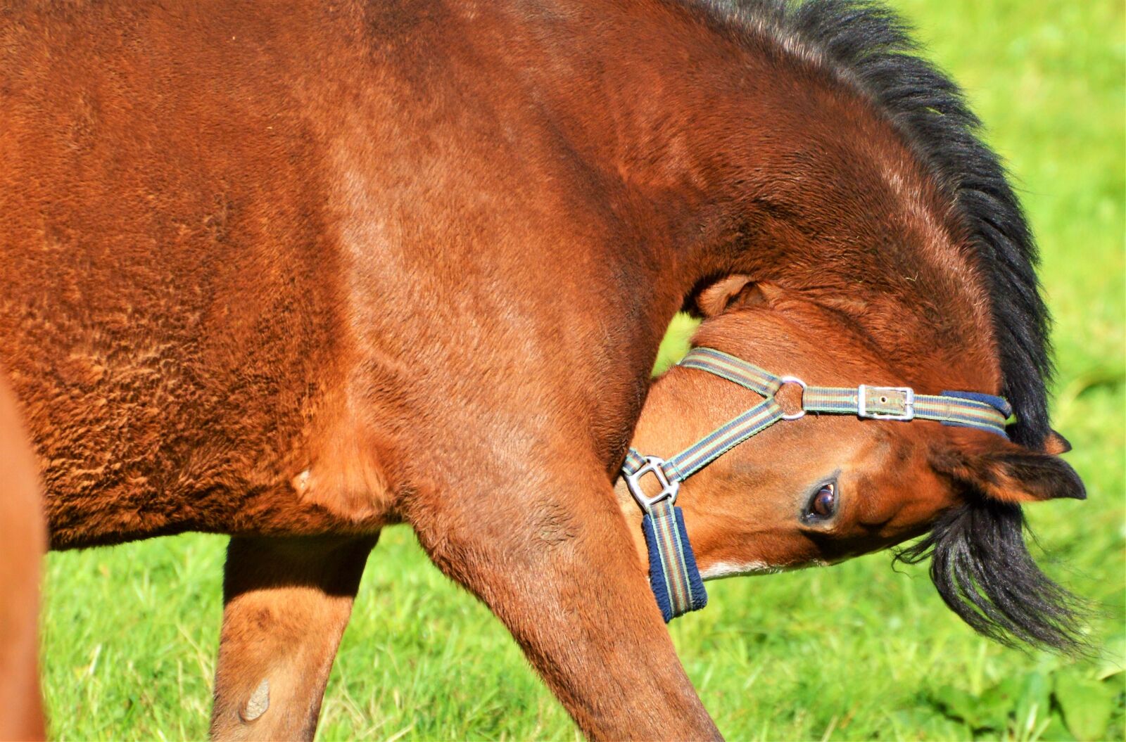 Nikon D3200 sample photo. Horse, saddle horse, horse photography