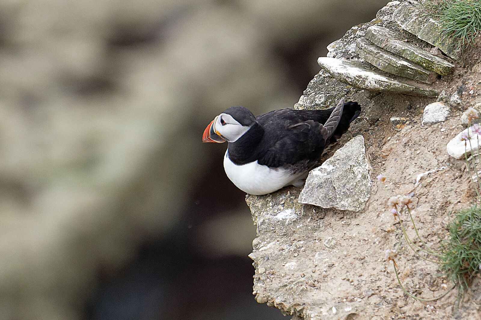 Canon EOS 7D Mark II sample photo. Puffin, wildlife, seabird photography