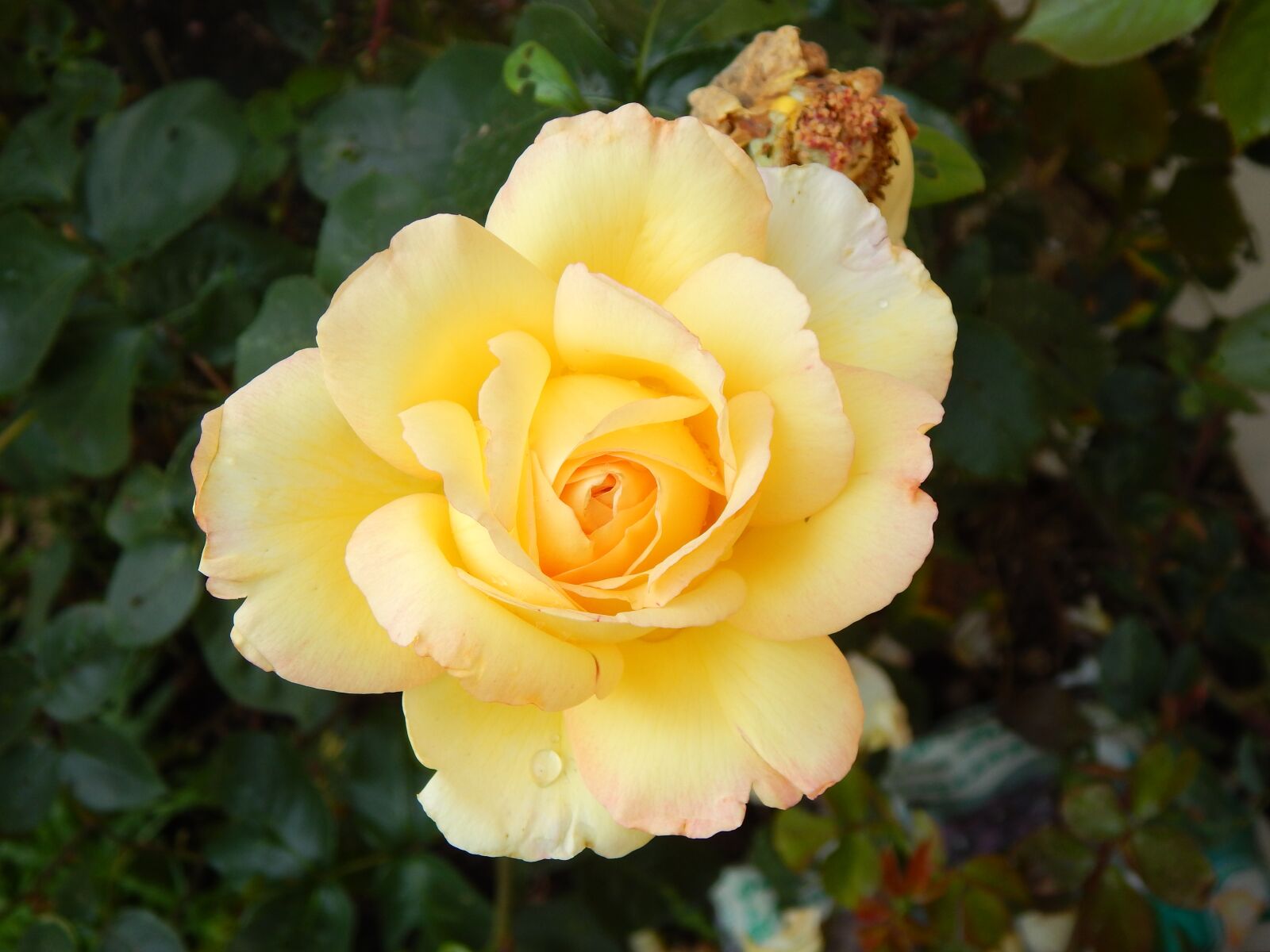 Nikon Coolpix L820 sample photo. Rose, yellow, flower photography