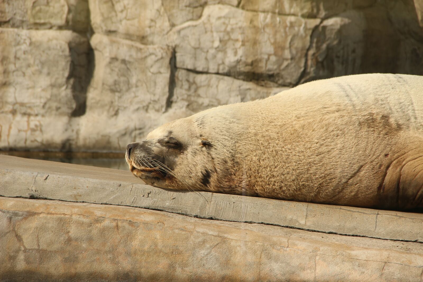 Canon EF-S 18-135mm F3.5-5.6 IS sample photo. The steller sea lion photography