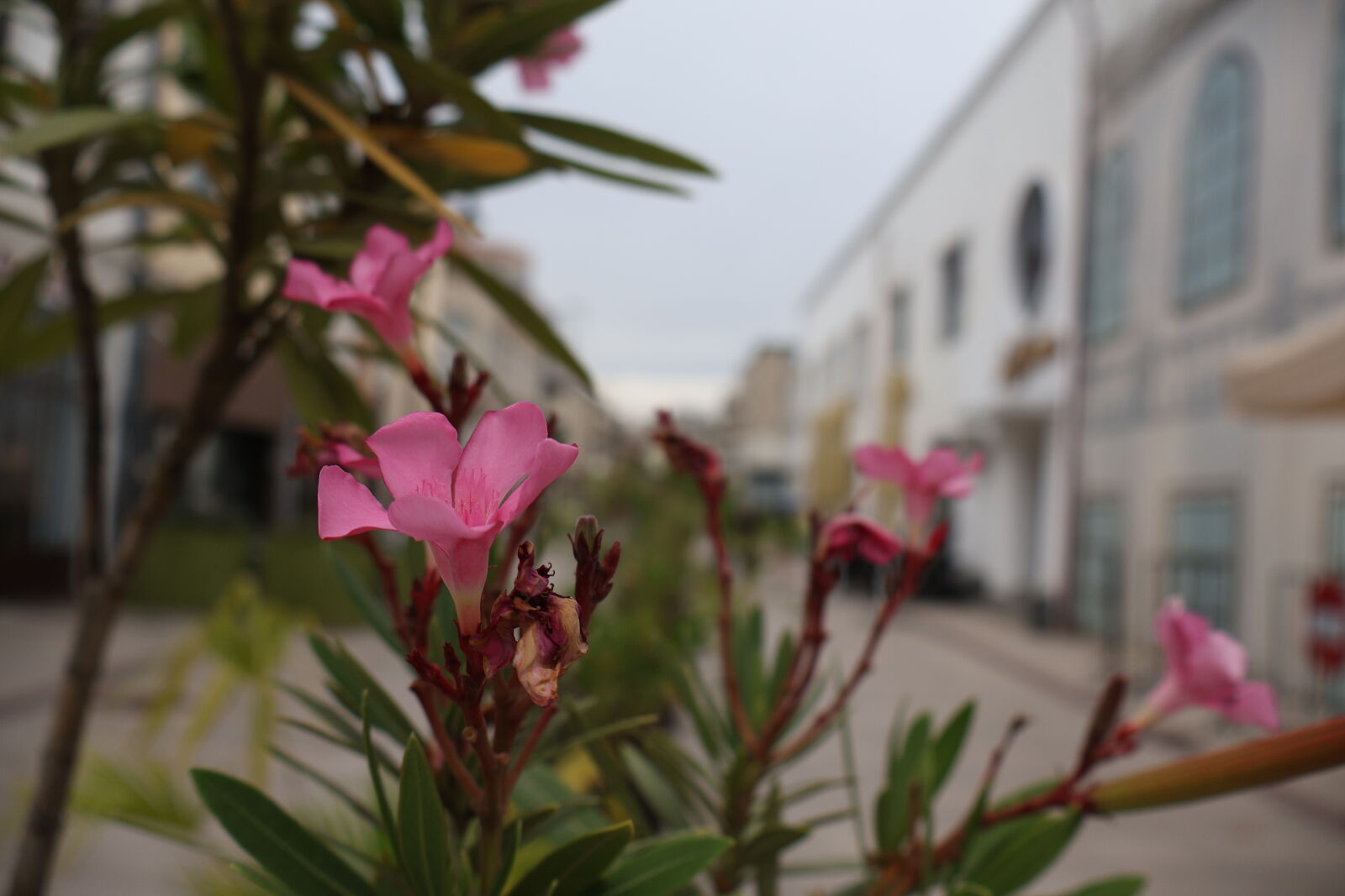 Canon EOS R50 sample photo