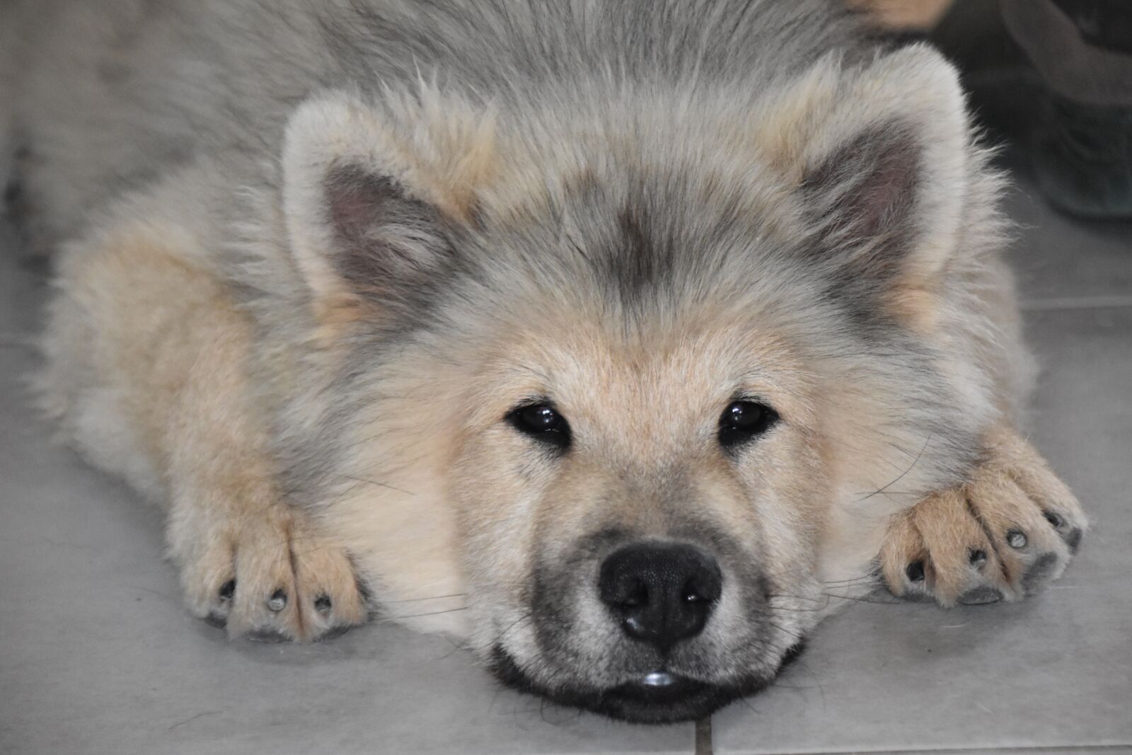 Nikon D5600 sample photo. Puppy, young dog eurasier photography