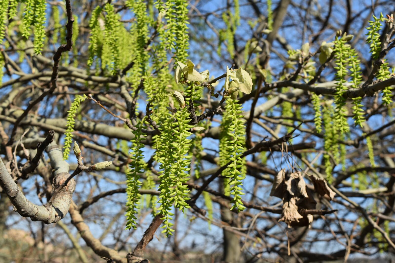 Nikon D5500 sample photo. Branches, spring time, tree photography