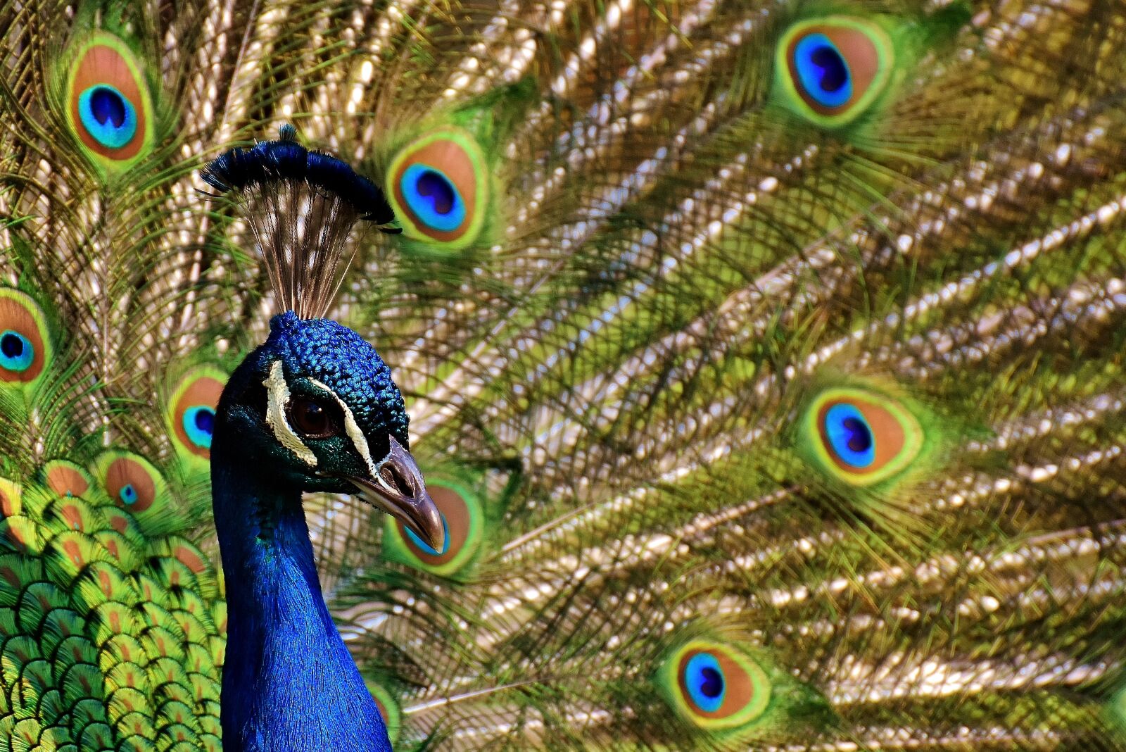 Nikon D7200 sample photo. Peacock, peacock feathers, colorful photography