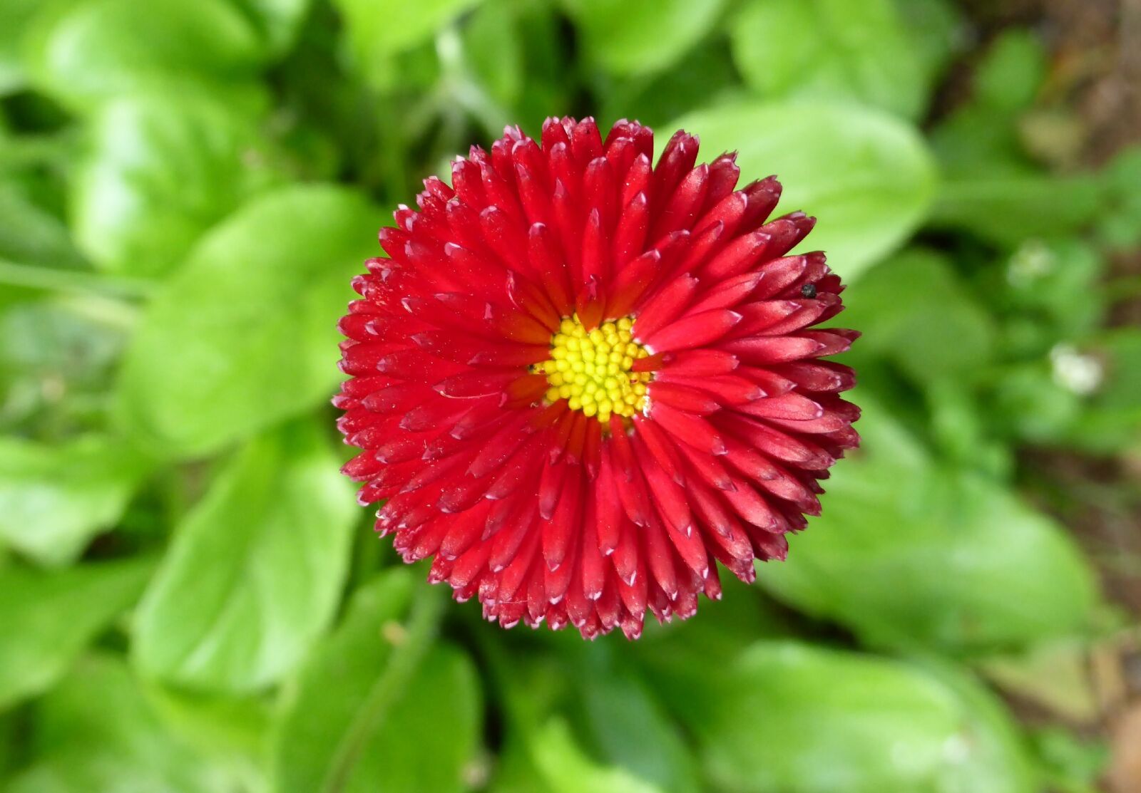 Panasonic Lumix DMC-ZS30 (Lumix DMC-TZ40) sample photo. Aster, bloem, natuur photography