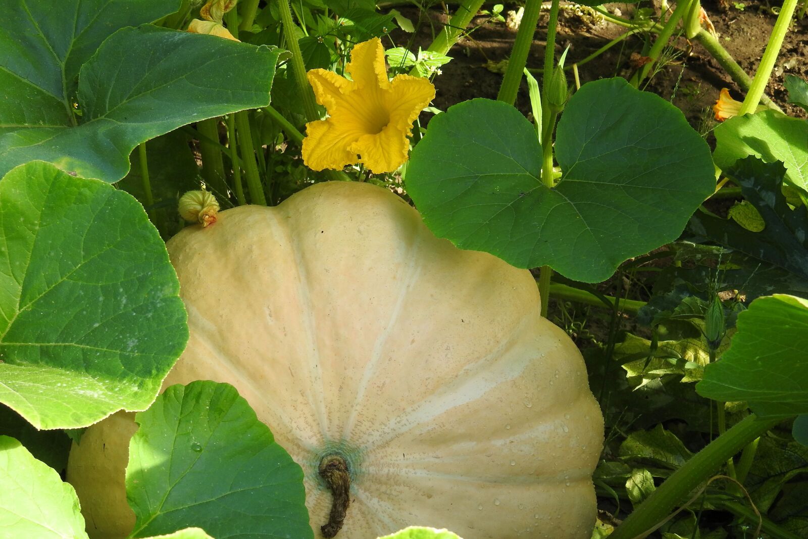Nikon Coolpix P900 sample photo. Pumpkin, garden pumpkin, pumpkin photography