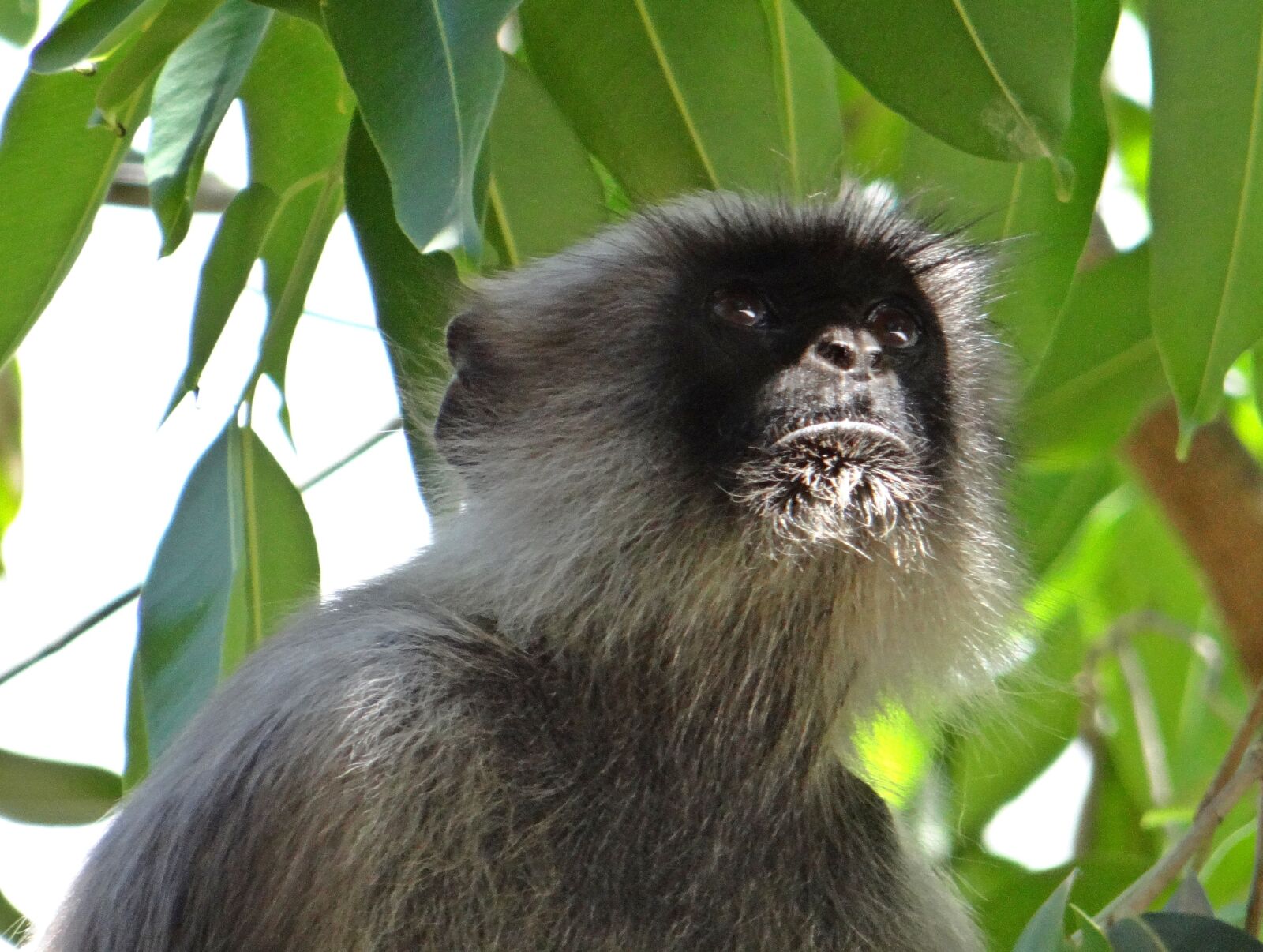 Sony DSC-HX200V sample photo. Langur, monkey, animal photography