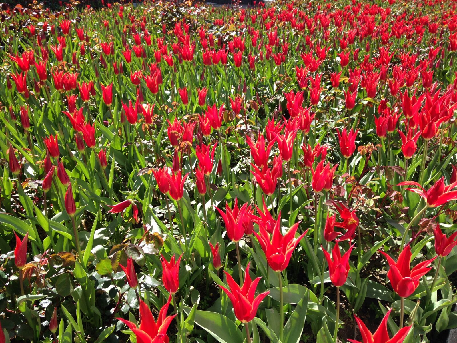 iPhone 5c back camera 4.12mm f/2.4 sample photo. Ireland, tulips, flower garden photography