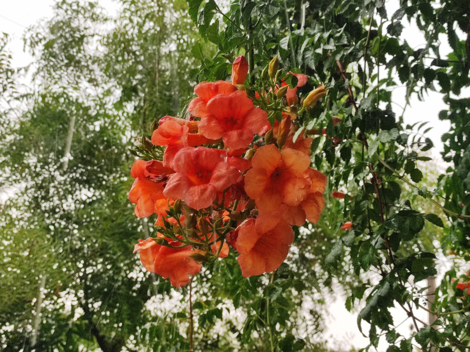 Xiaomi POCO X2 sample photo. Orange trumpet, flower, nature photography