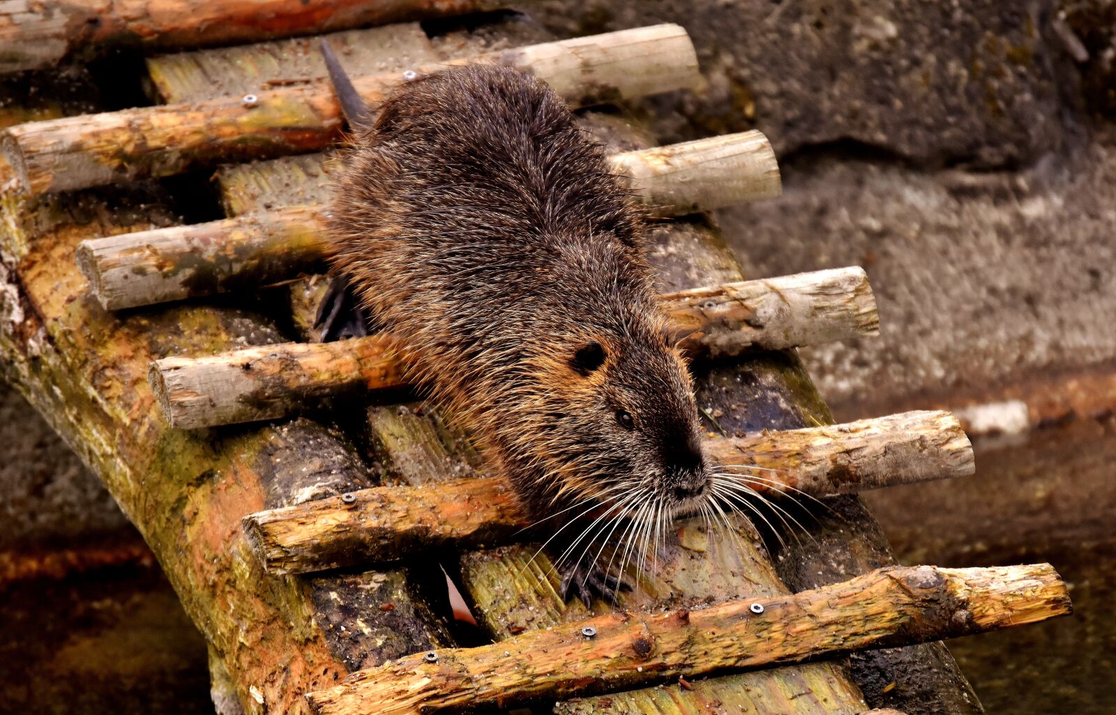 Nikon D7200 sample photo. Nutria, water rat, water photography