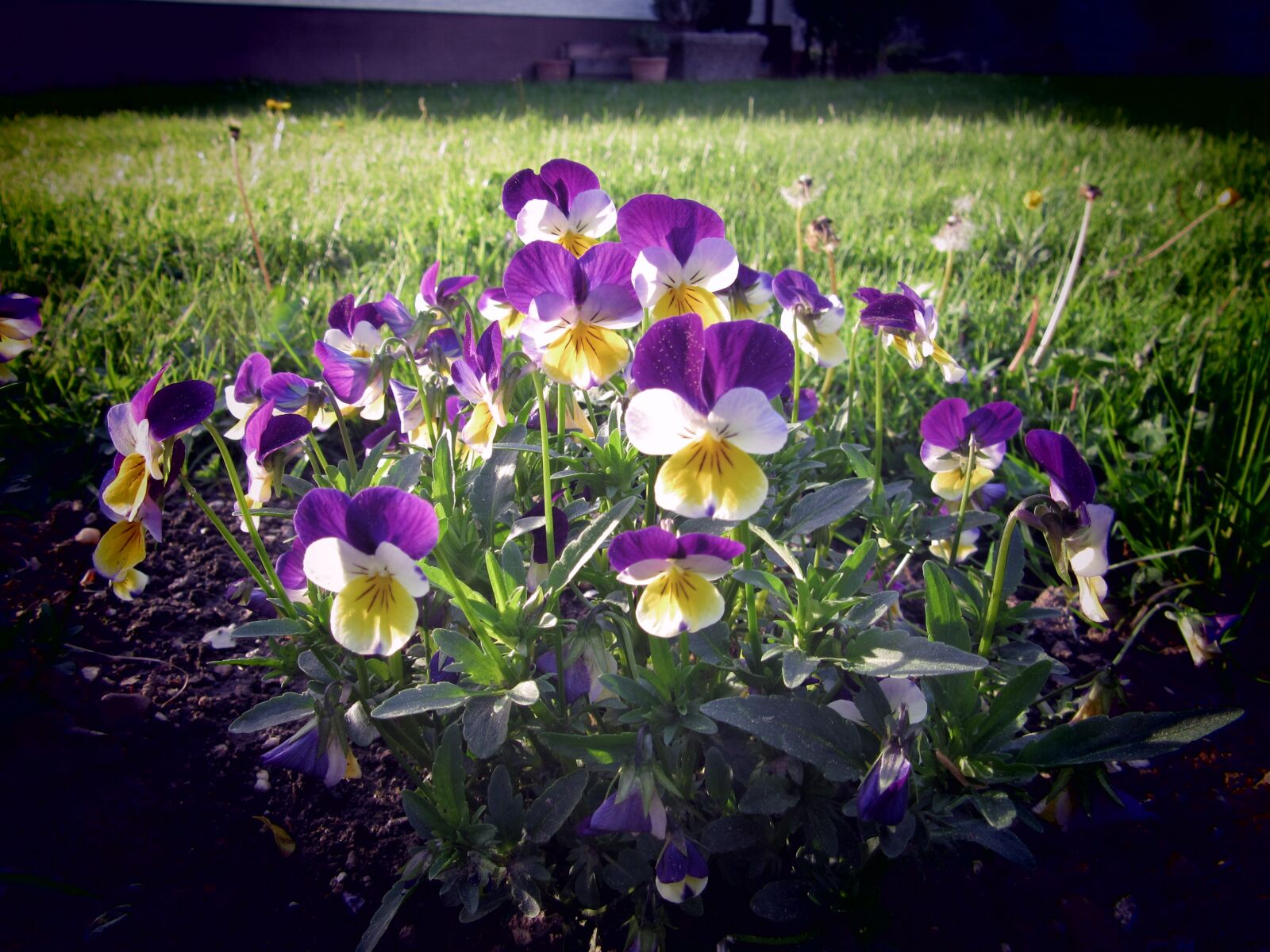 Canon PowerShot SX600 HS sample photo. Flower, garden, grass photography