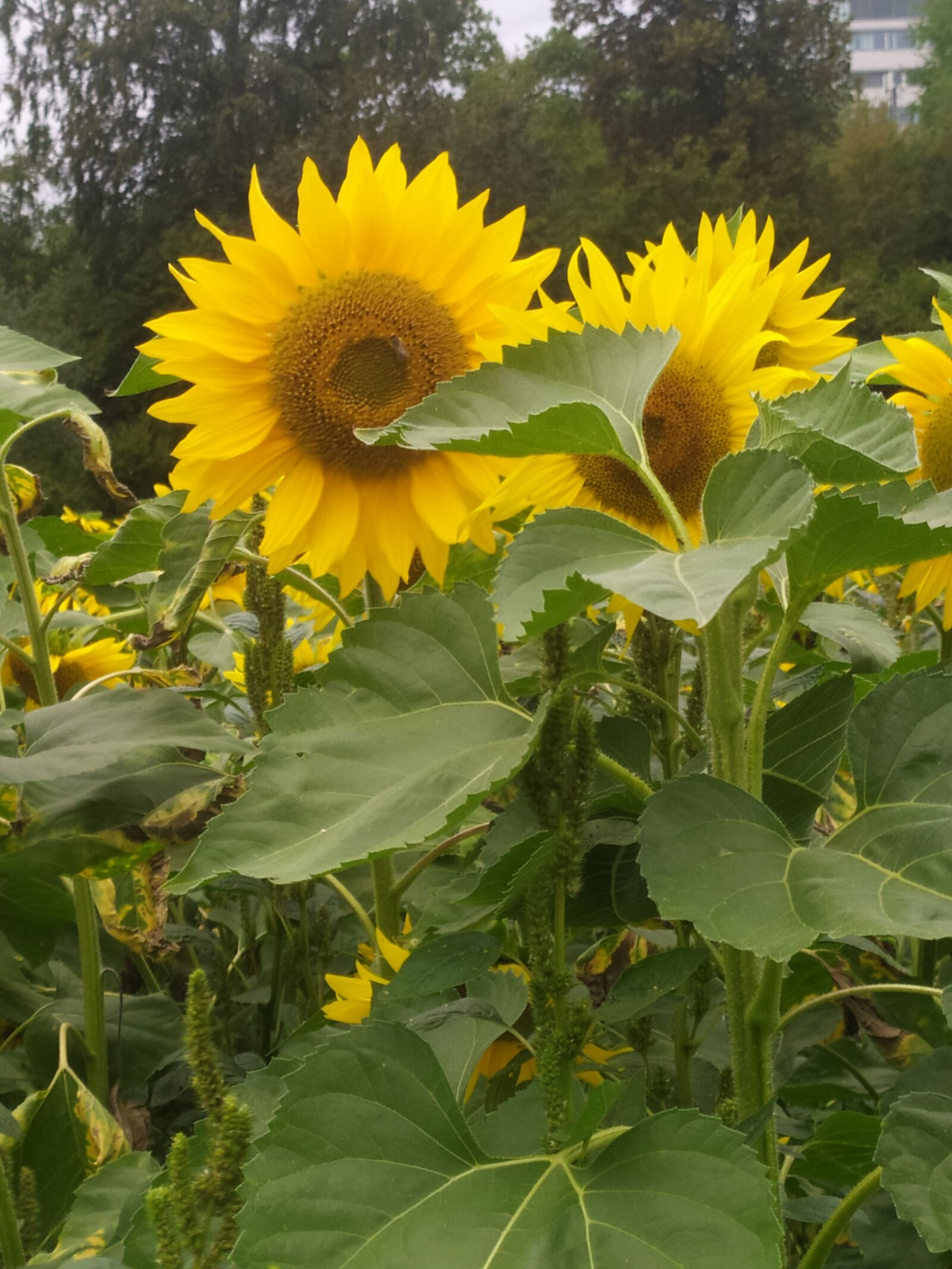 Xiaomi Redmi Note 7 sample photo. Sunflower, summer, nature photography
