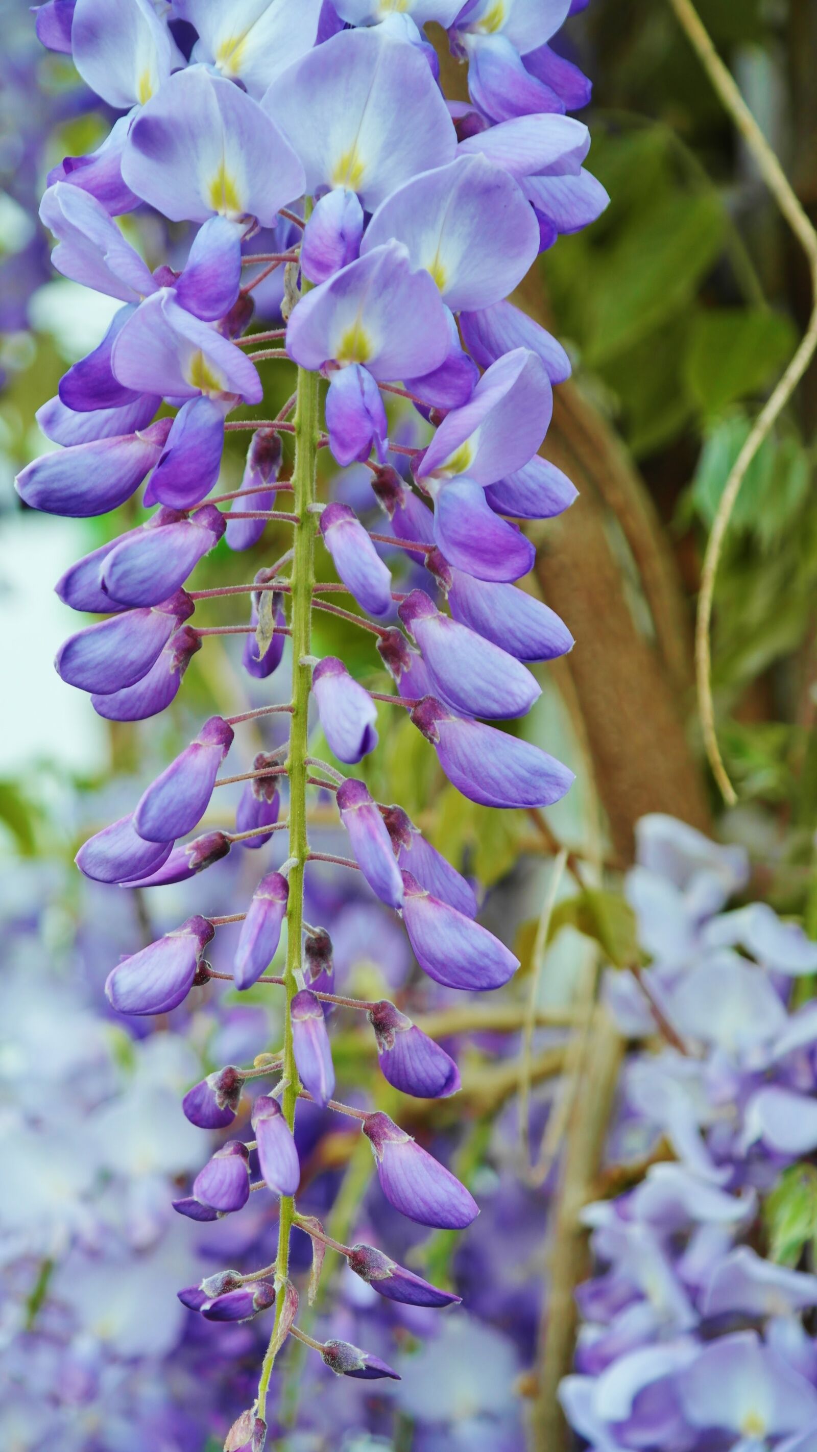 Samsung NX20 sample photo. Acacia, purple acacia, light photography
