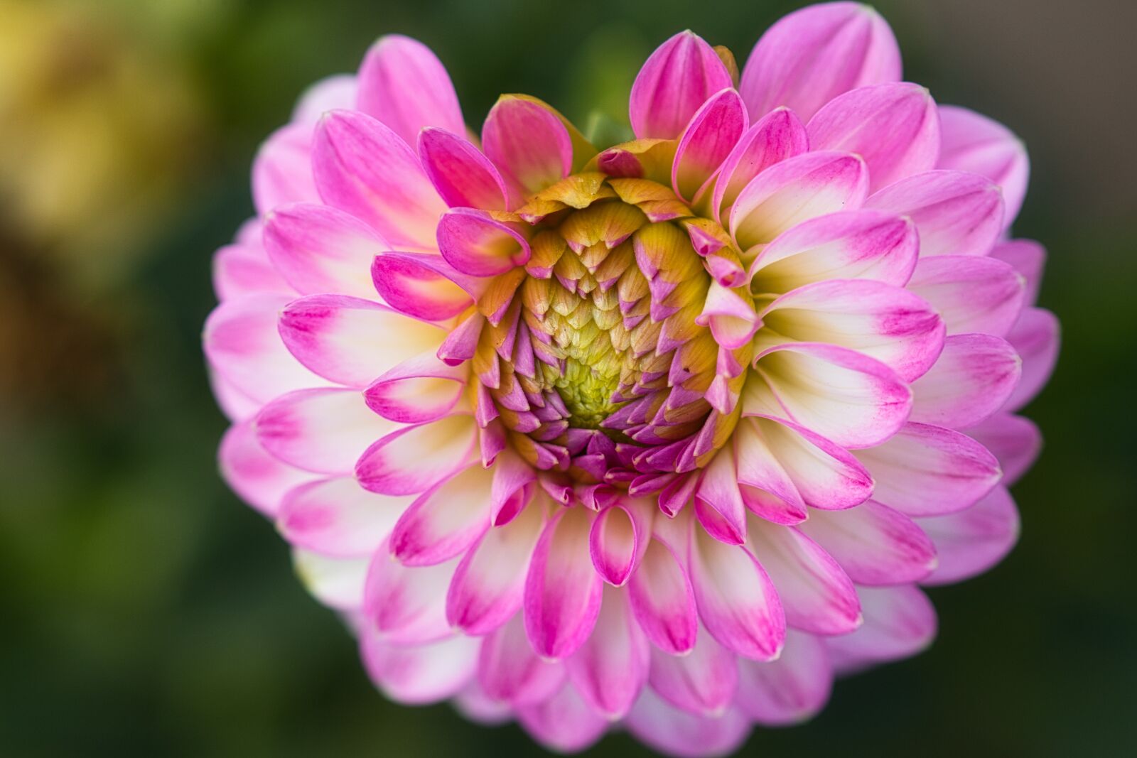 Canon EOS 200D (EOS Rebel SL2 / EOS Kiss X9) sample photo. Dahlia, pink, blossom photography