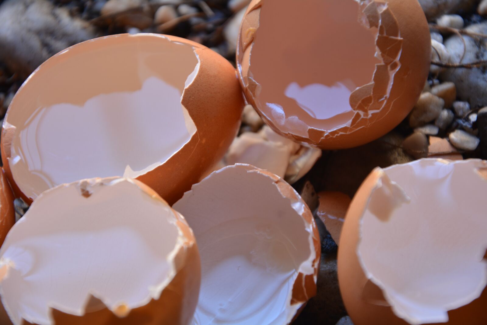 Nikon D5200 sample photo. Empty, egg shells, calium photography