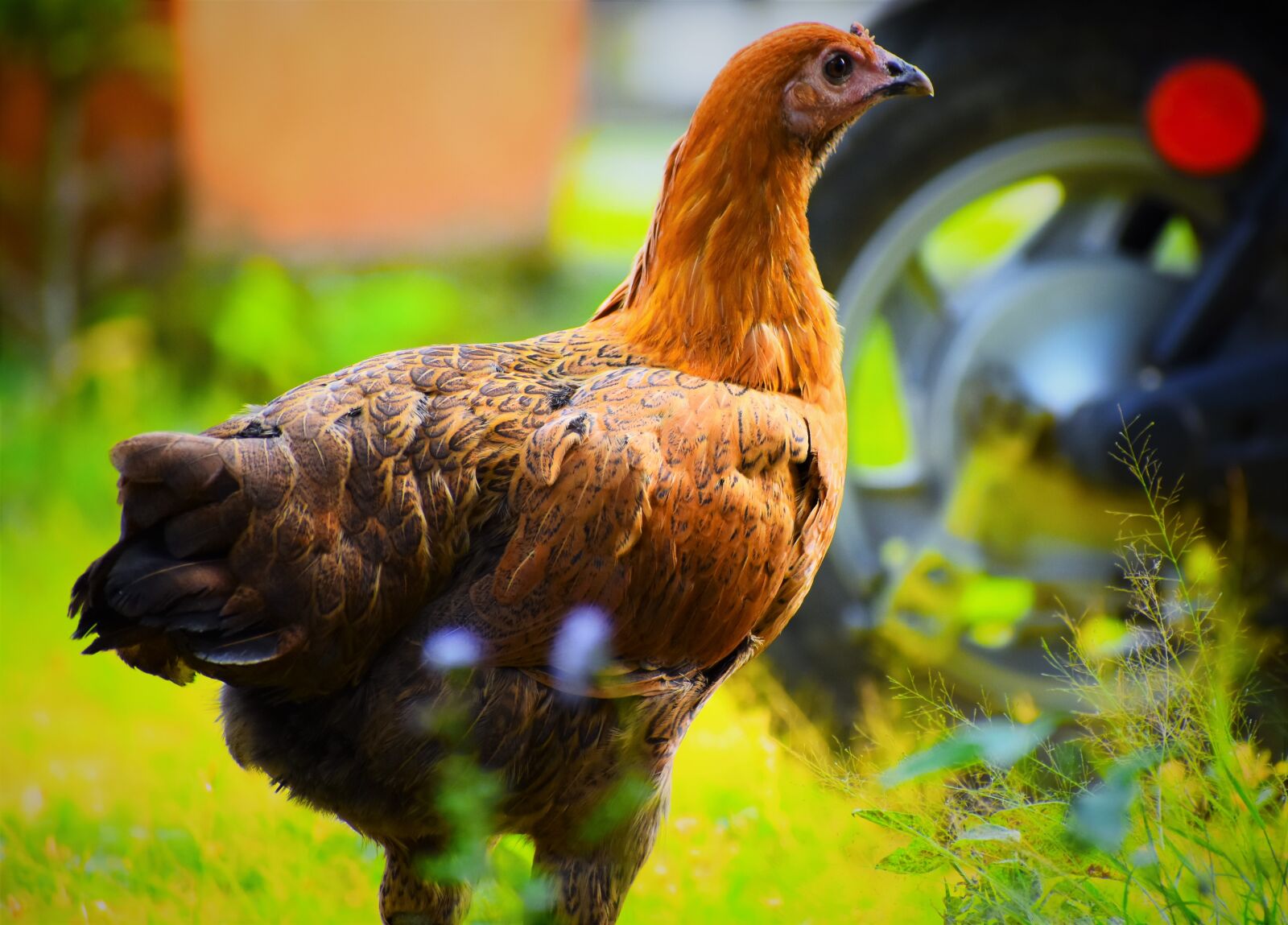 Nikon D5600 sample photo. Animal, nature, wildlife photography