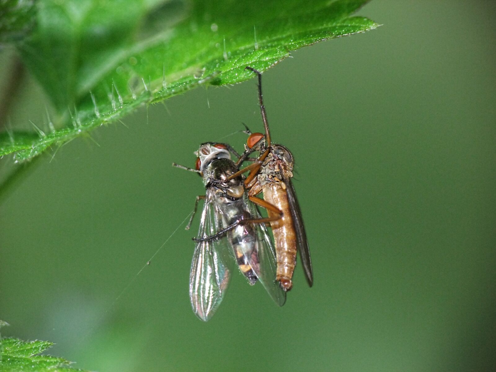 FujiFilm FinePix S200EXR (FinePix S205EXR) sample photo. Insect, survival, nature photography