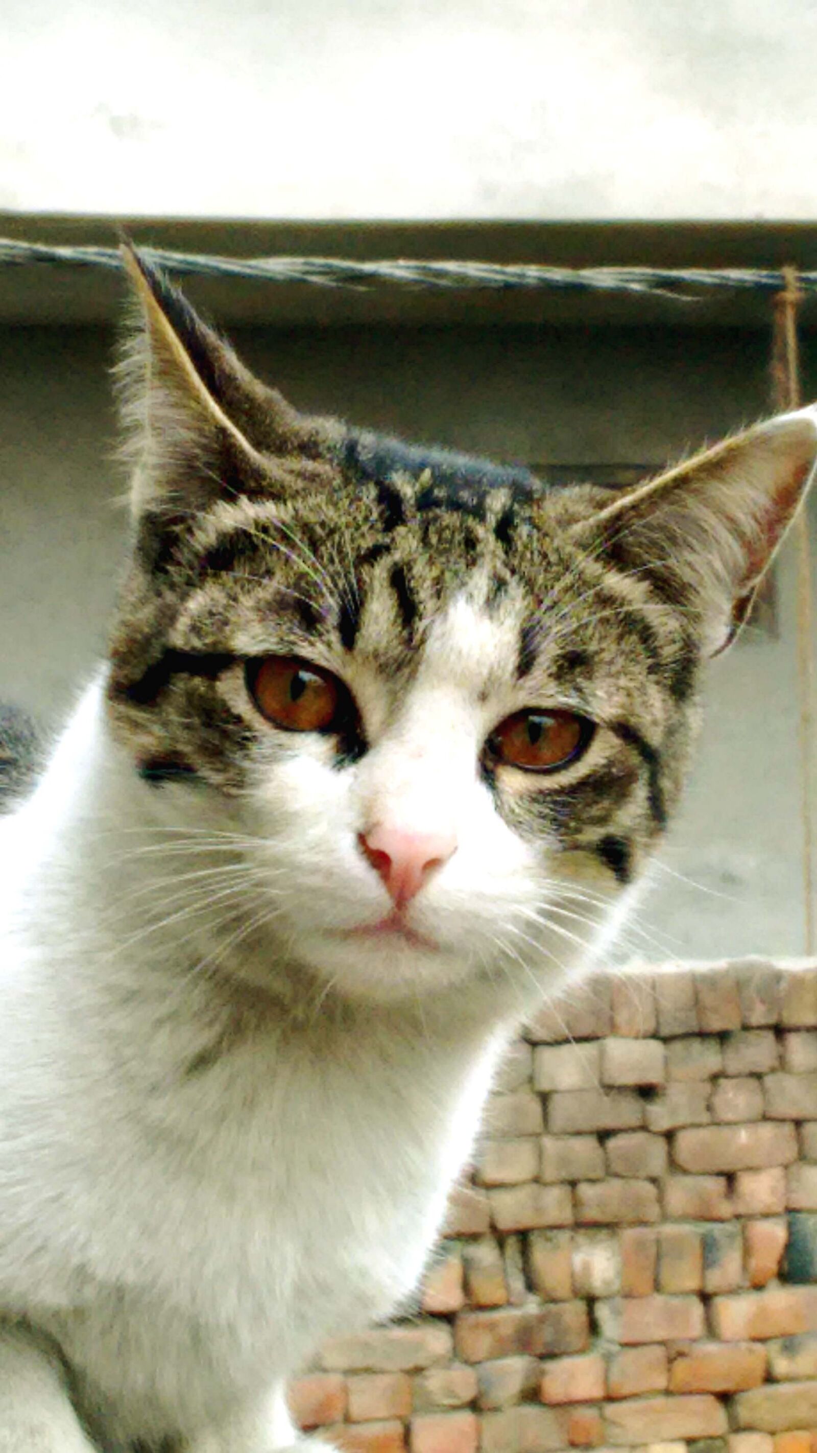 Motorola Moto G (2nd Gen) sample photo